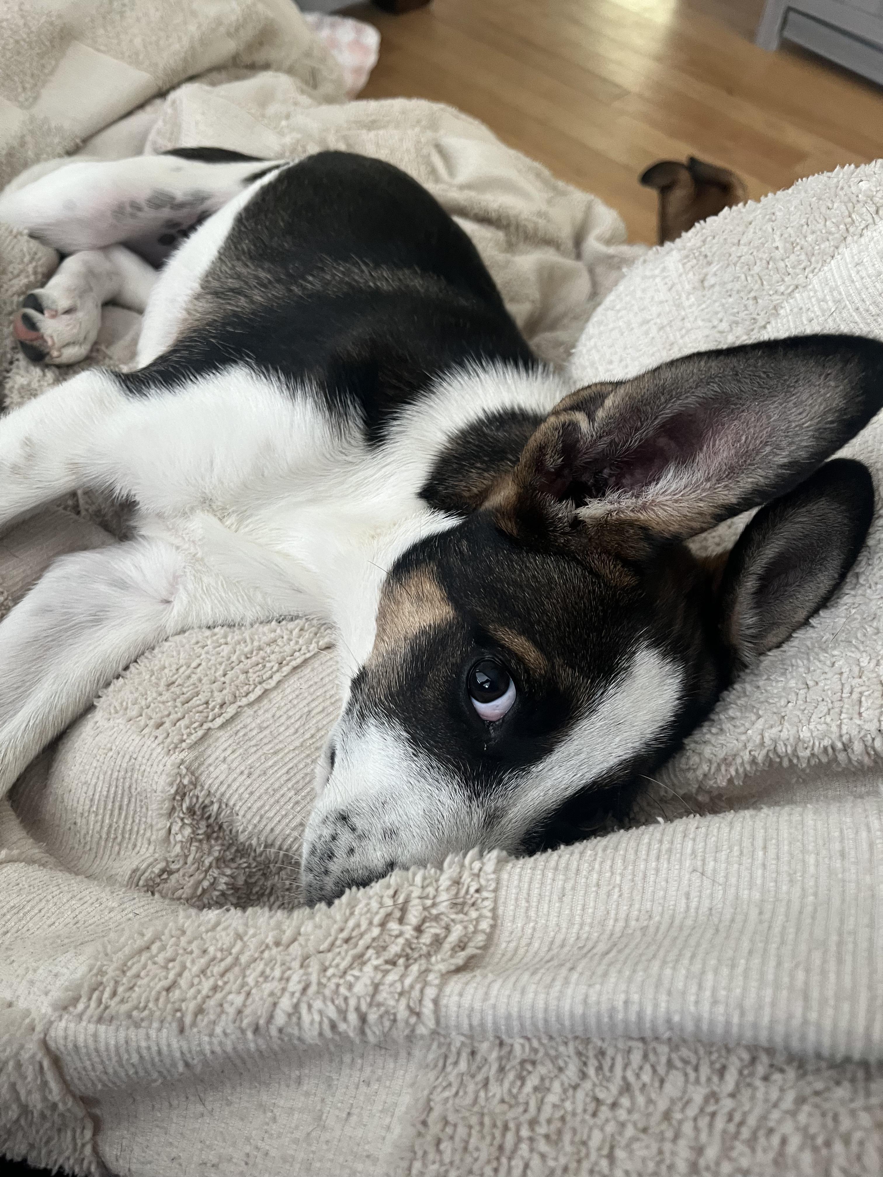 Enlarge Moo, a Adoptable mixed breed in Commerce City, CO image 6/6