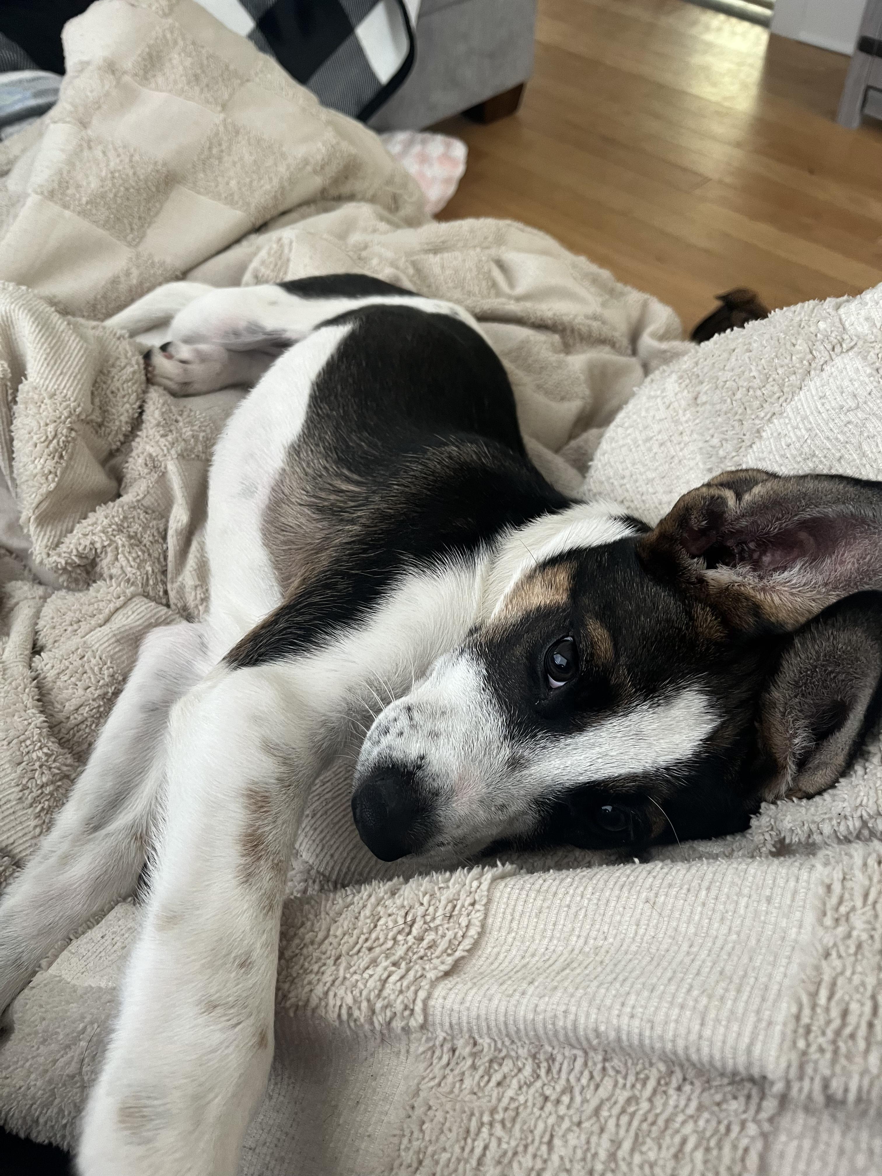 Enlarge Moo, a Adoptable mixed breed in Commerce City, CO image 5/6