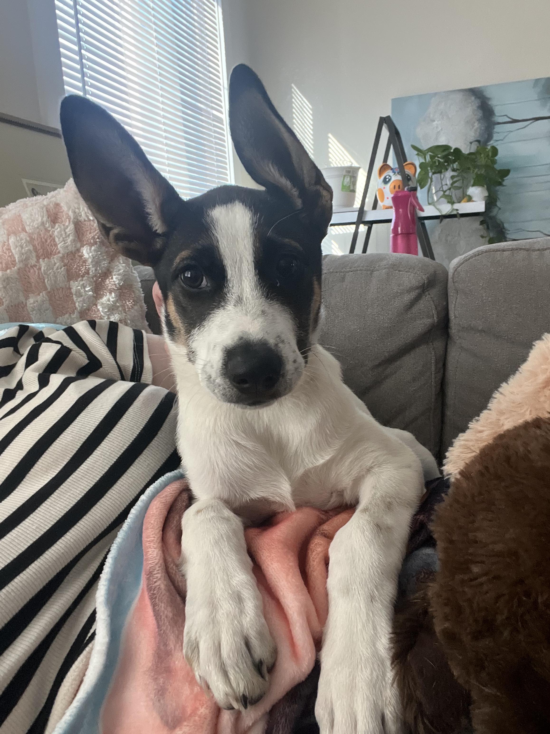 Moo, Adoptable, Puppy Female Shepherd.