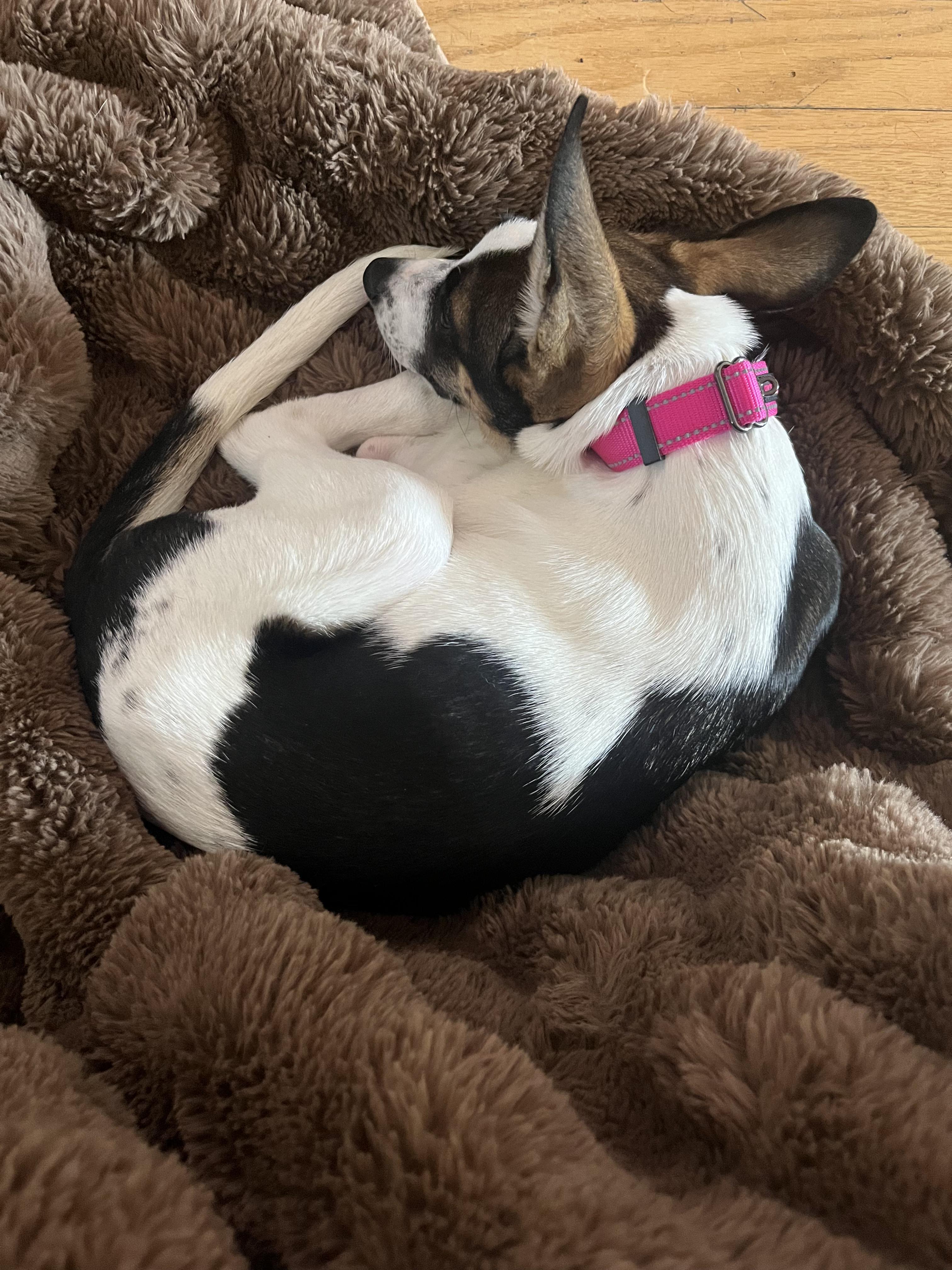 Enlarge Moo, a Adoptable mixed breed in Commerce City, CO image 4/6