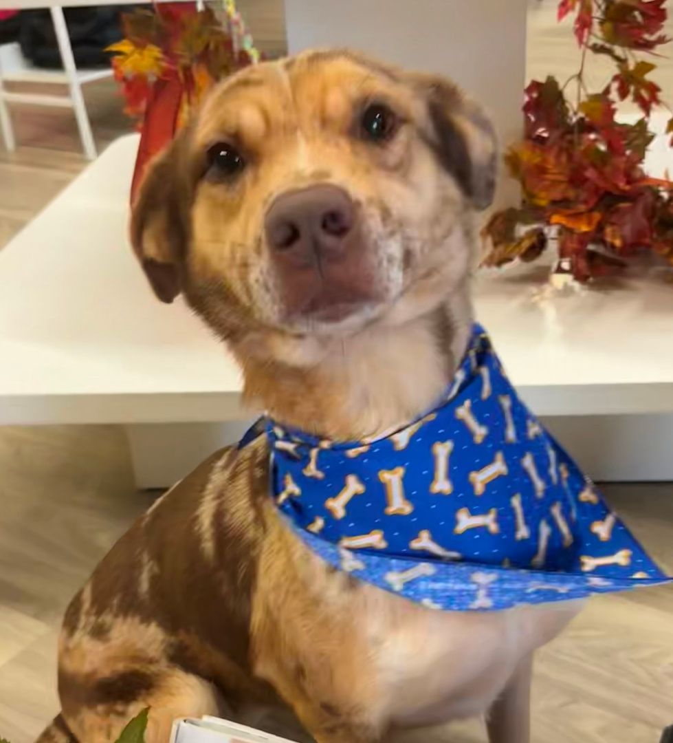 Prada, Adopted, Adult Female Catahoula Leopard Dog.