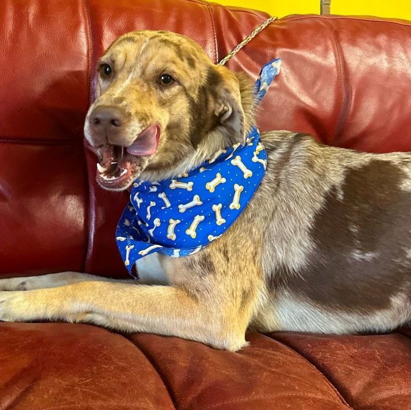 Enlarge Prada, a Adopted mixed breed in Atlanta, GA image 2/5