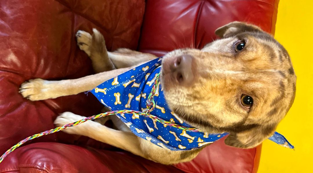 Enlarge Prada, a Adopted mixed breed in Atlanta, GA image 3/5