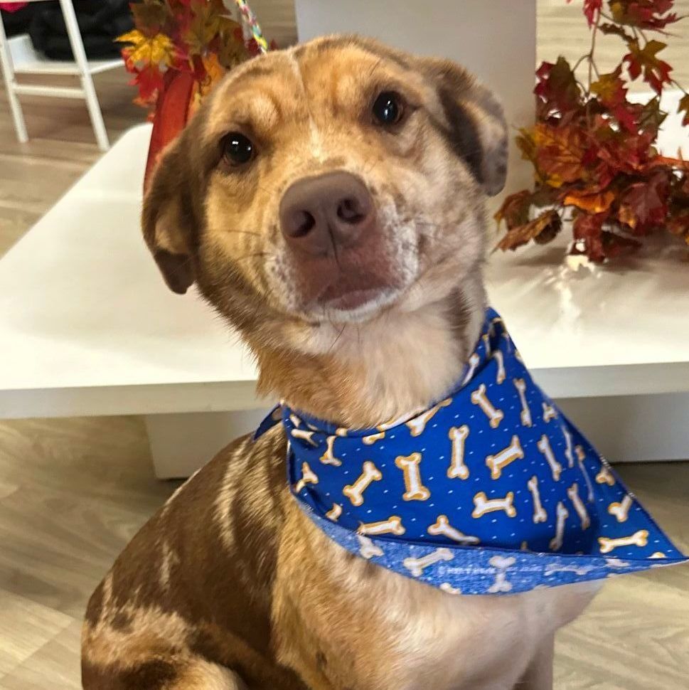 Enlarge Prada, a Adopted mixed breed in Atlanta, GA image 4/5