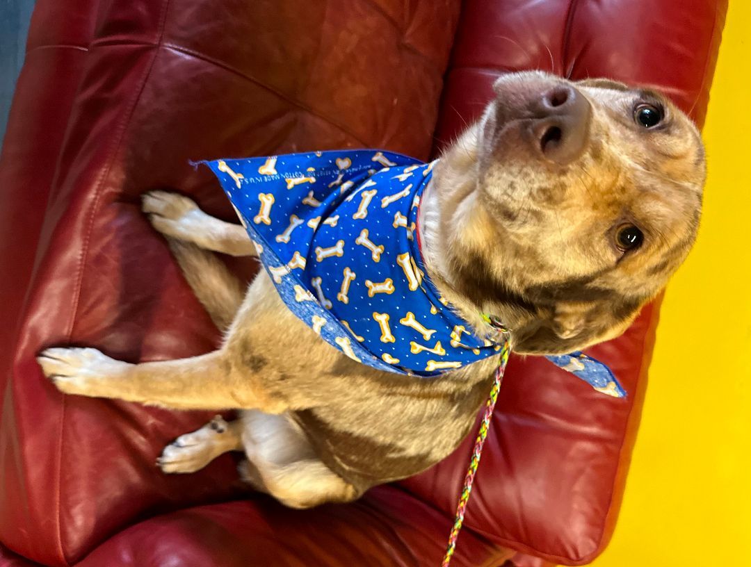 Enlarge Prada, a Adopted mixed breed in Atlanta, GA image 5/5