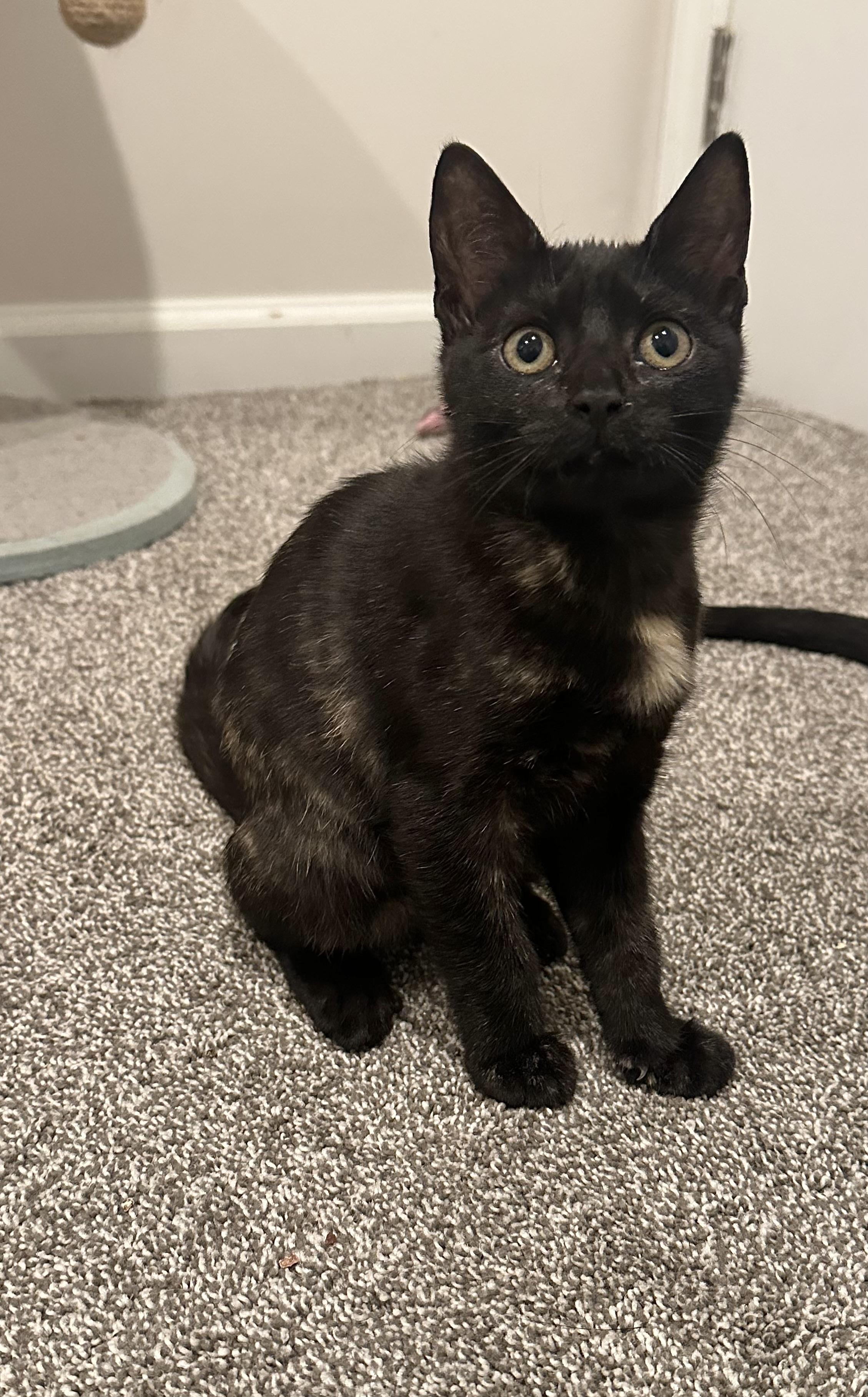 Enlarge Morticia, an adoptable Domestic Short Hair in Pleasantville, NJ image 2/2