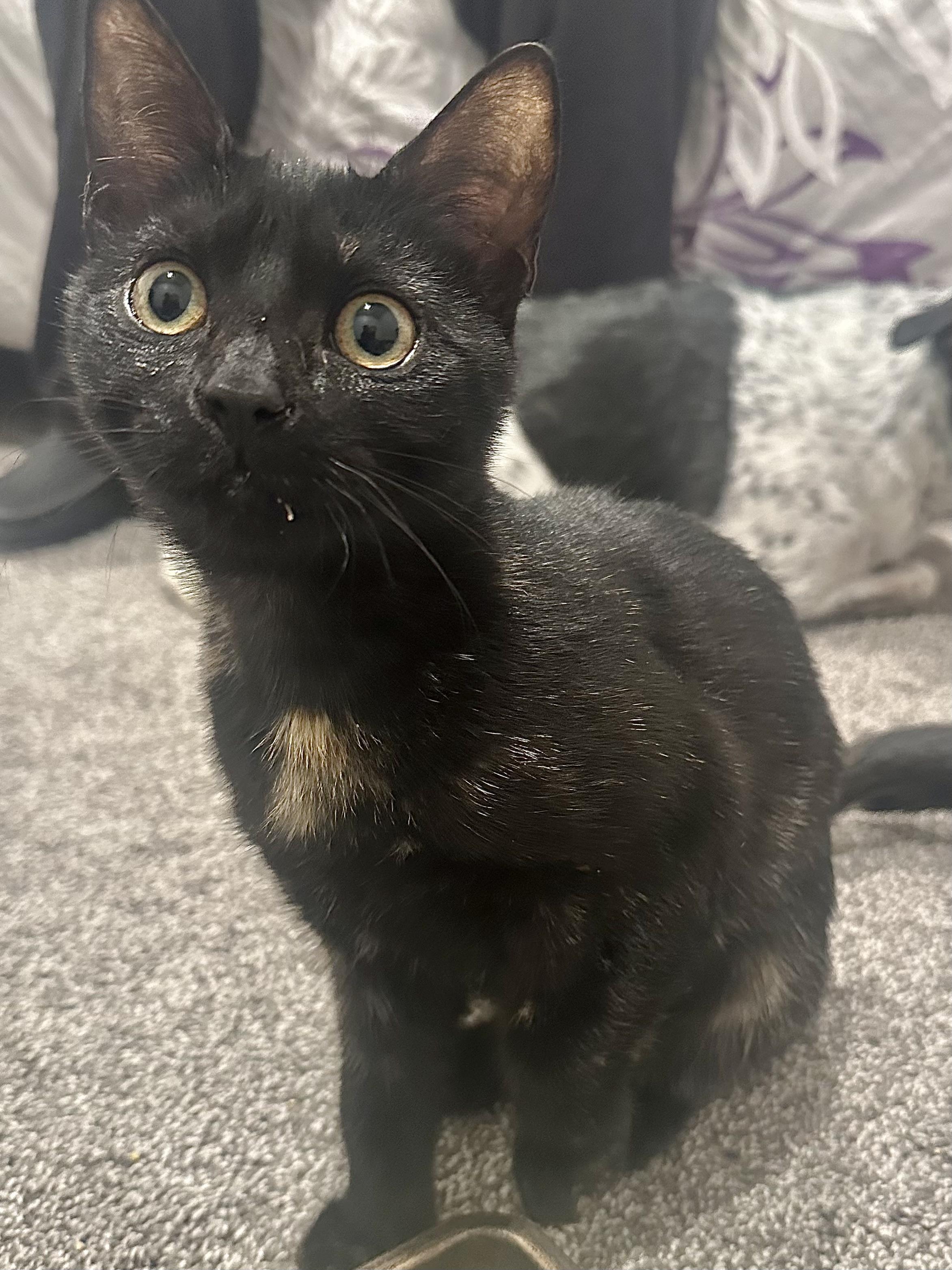 Morticia, adoptable, Kitten Female Domestic Short Hair.