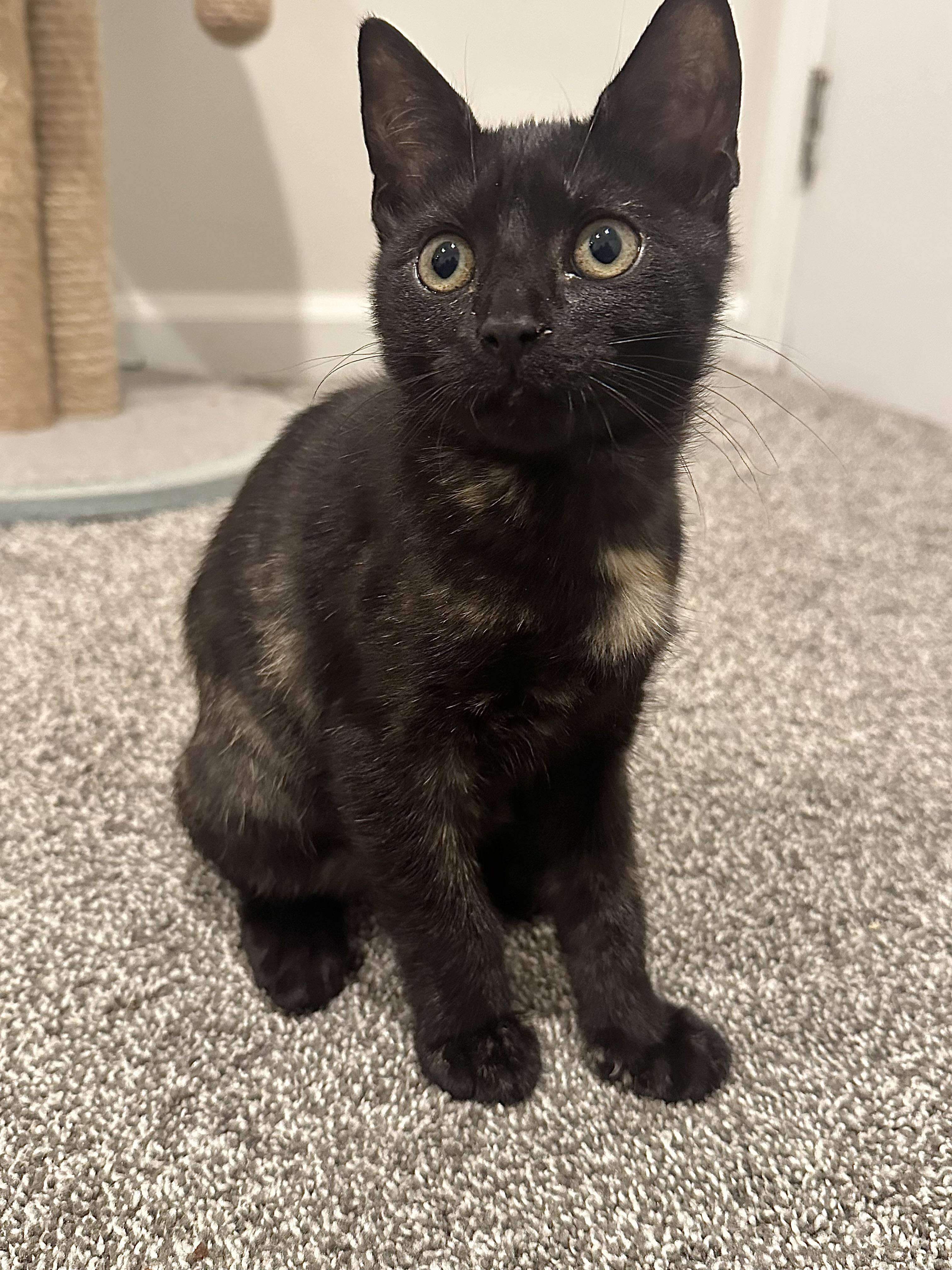 Enlarge Morticia, an adoptable Domestic Short Hair in Pleasantville, NJ image 1/2