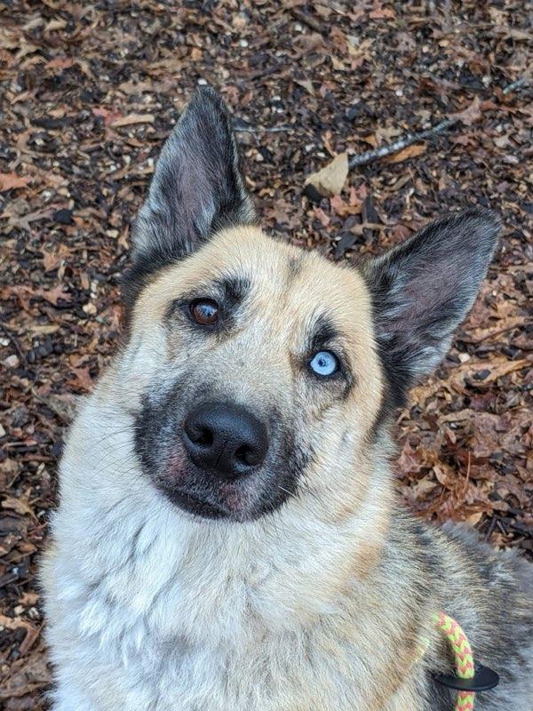 Raava (ID 50706/878), adopted, Adult Female German Shepherd Dog.
