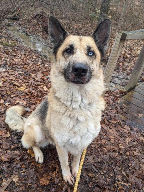 Enlarge Raava (ID 50706/878), an adopted German Shepherd Dog in Manassas, VA image 2/3