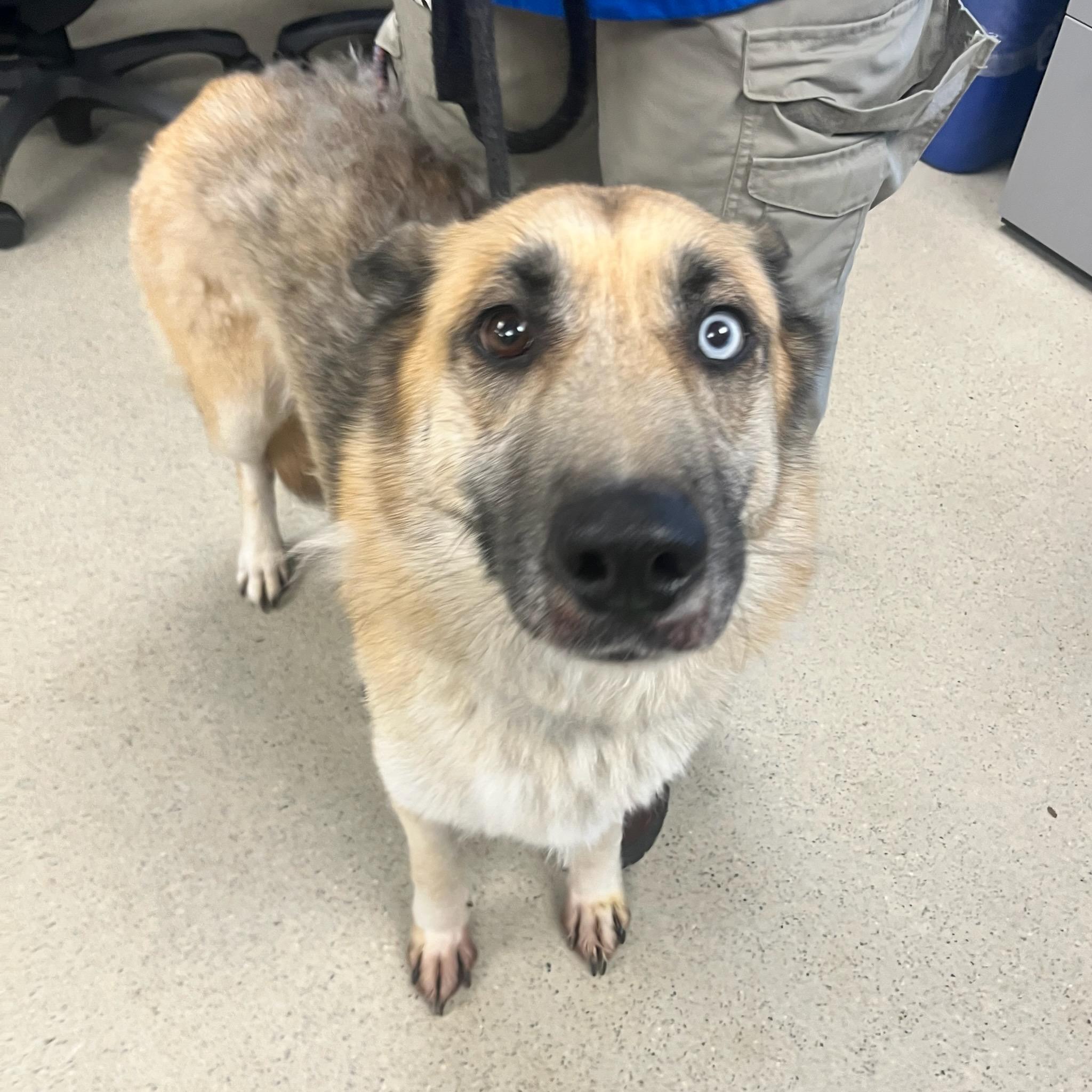 Enlarge Raava (ID 50706/878), an adopted German Shepherd Dog in Manassas, VA image 3/3