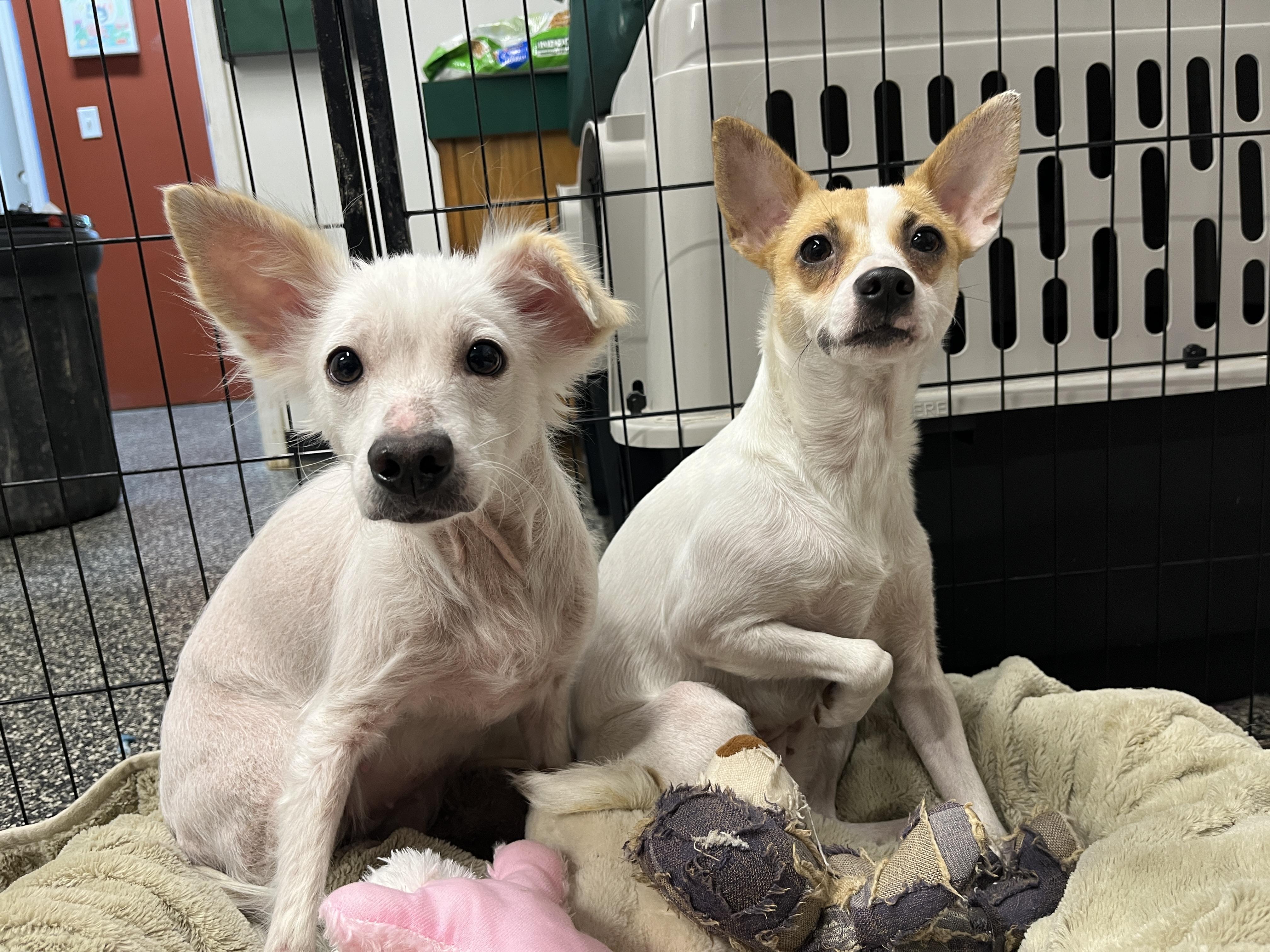 Enlarge Betty, a ADOPTABLE Chihuahua in McKenzie, TN image 3/3