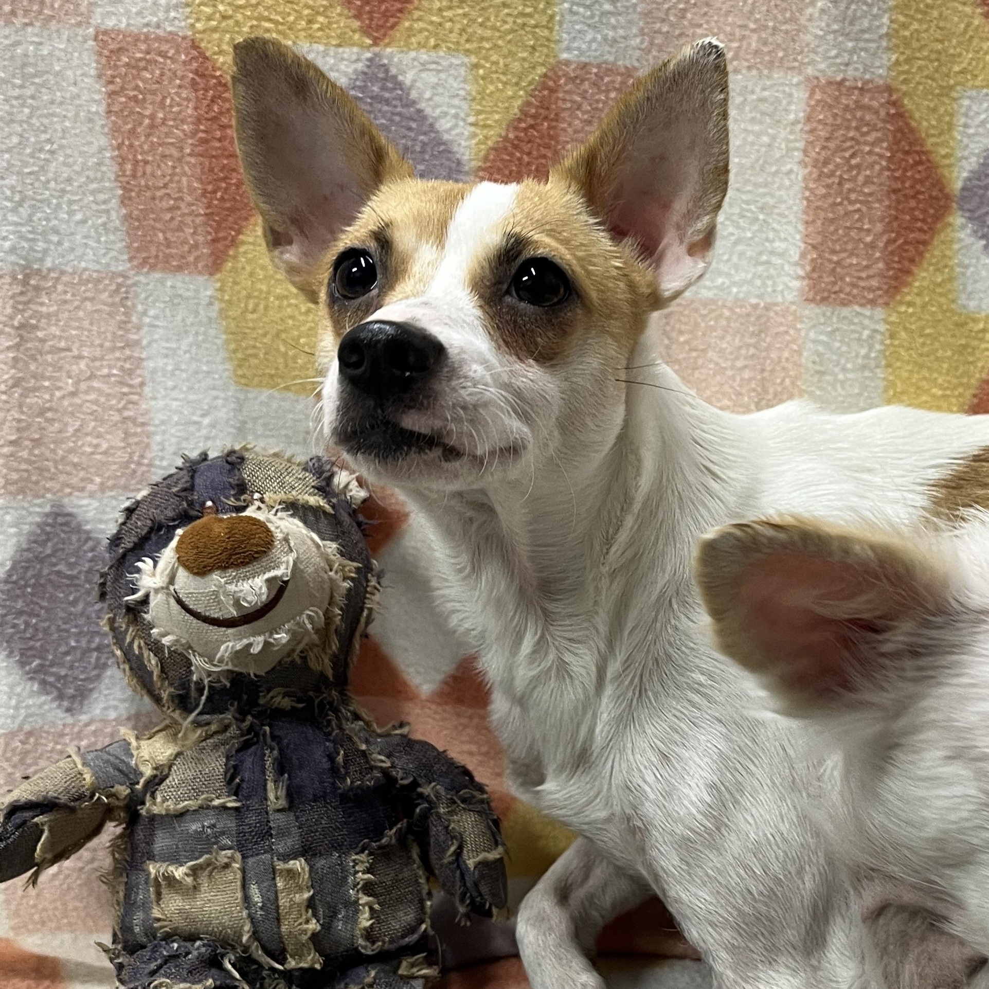 Enlarge Betty, a ADOPTABLE Chihuahua in McKenzie, TN image 2/3