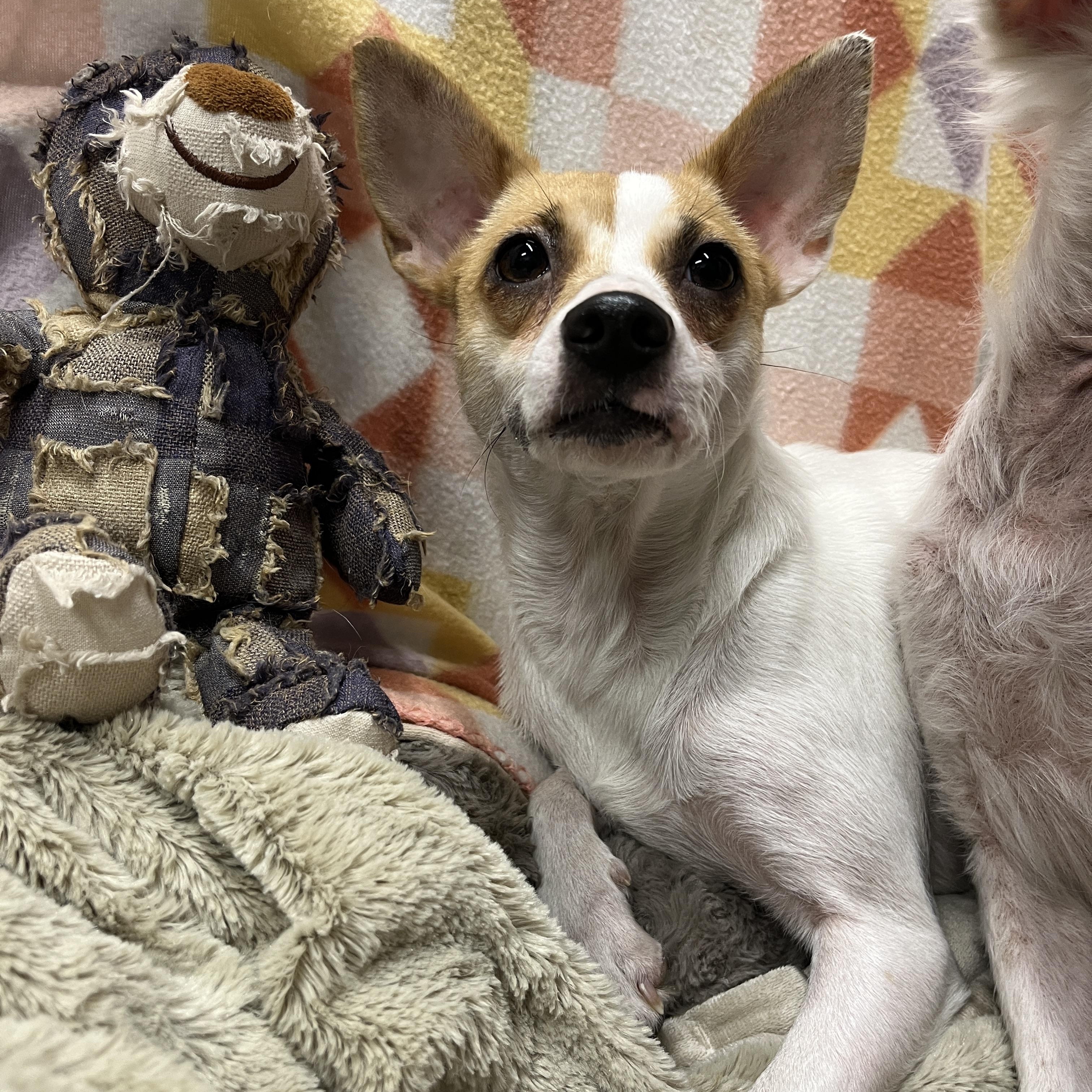 Betty, ADOPTABLE, Adult Female Chihuahua.