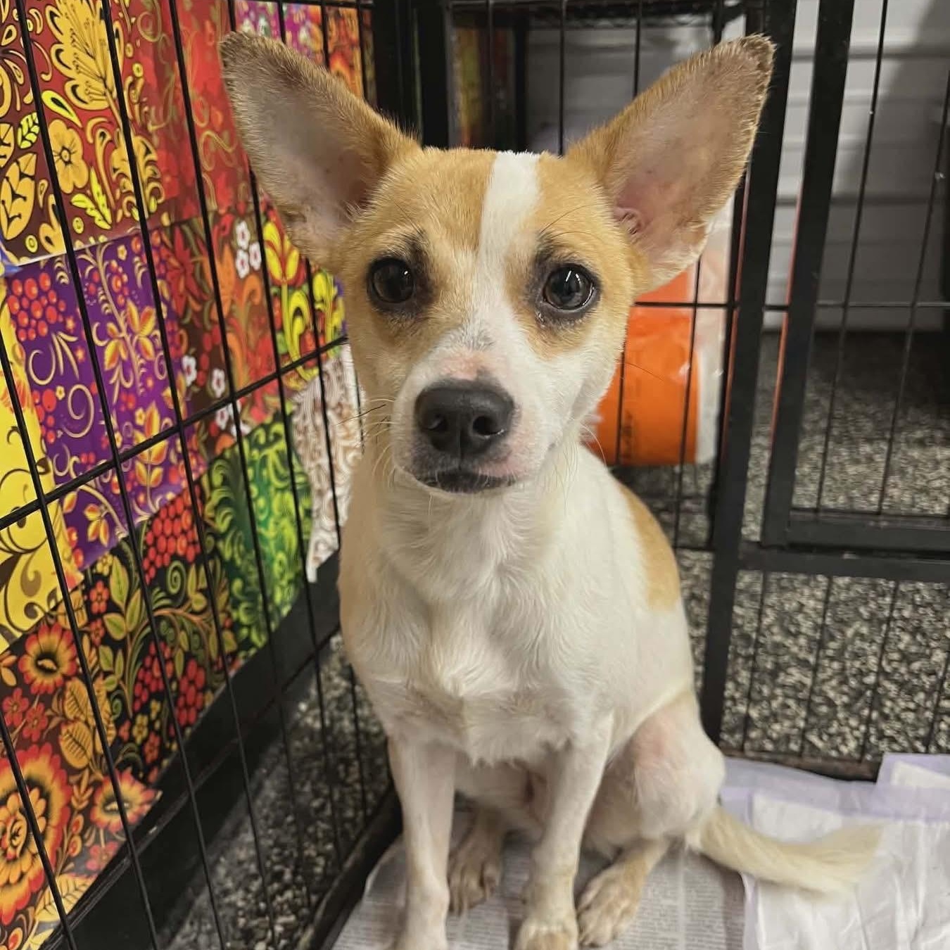 Betty, ADOPTABLE, Adult Female Chihuahua.