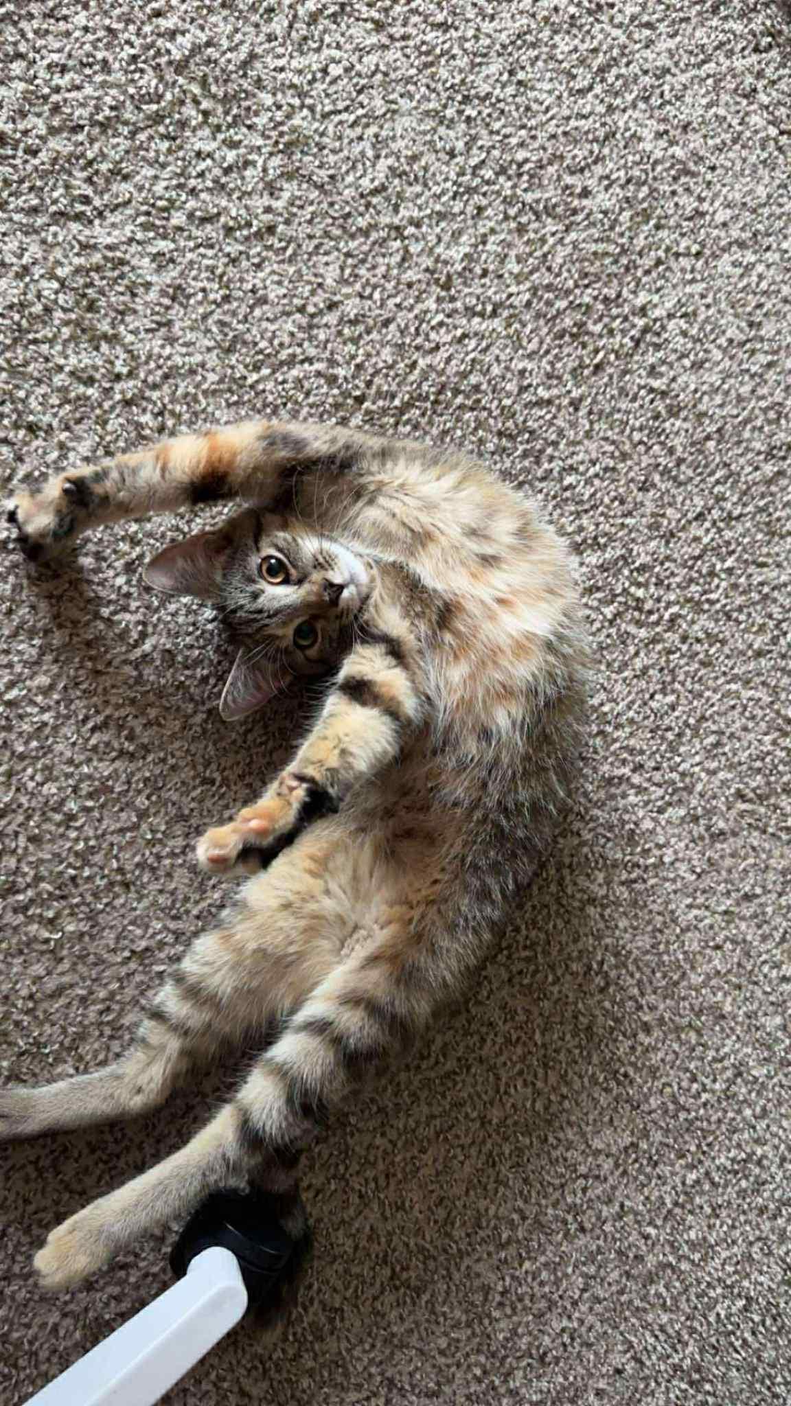 Cinderella, a Adoptable Domestic Short Hair in Penfield, NY image 2/6