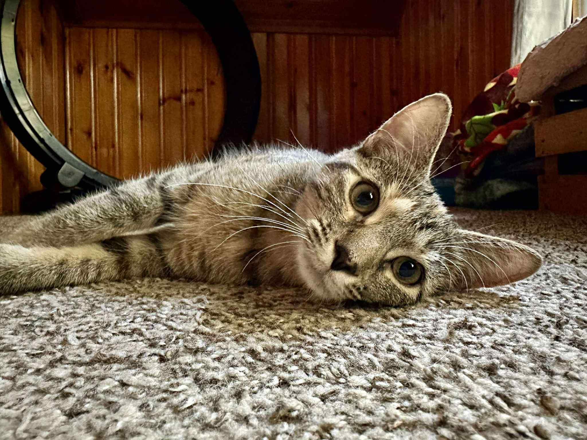 Cinderella, a Adoptable Domestic Short Hair in Penfield, NY image 3/6