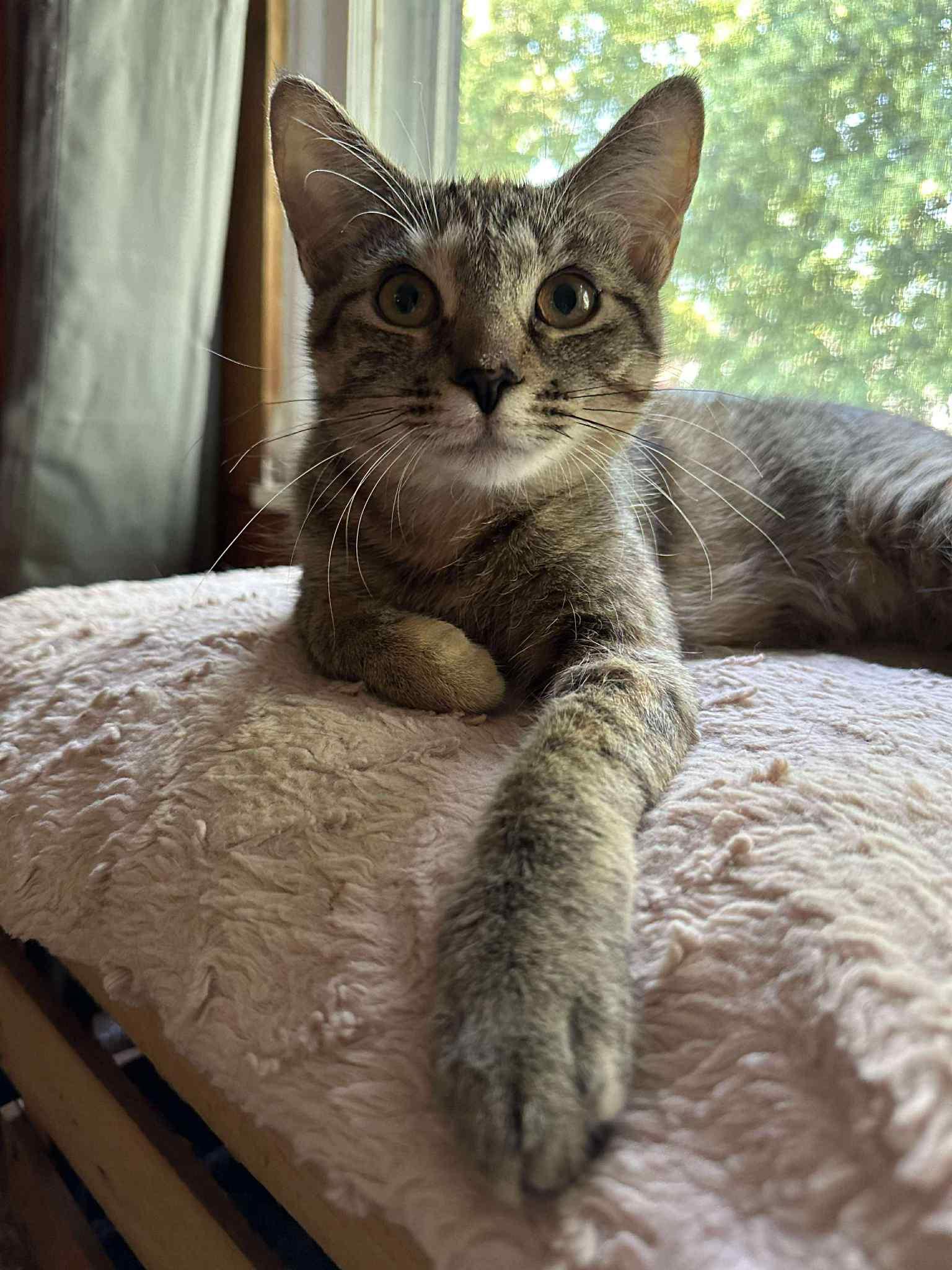 Cinderella, a Adoptable Domestic Short Hair in Penfield, NY image 5/6