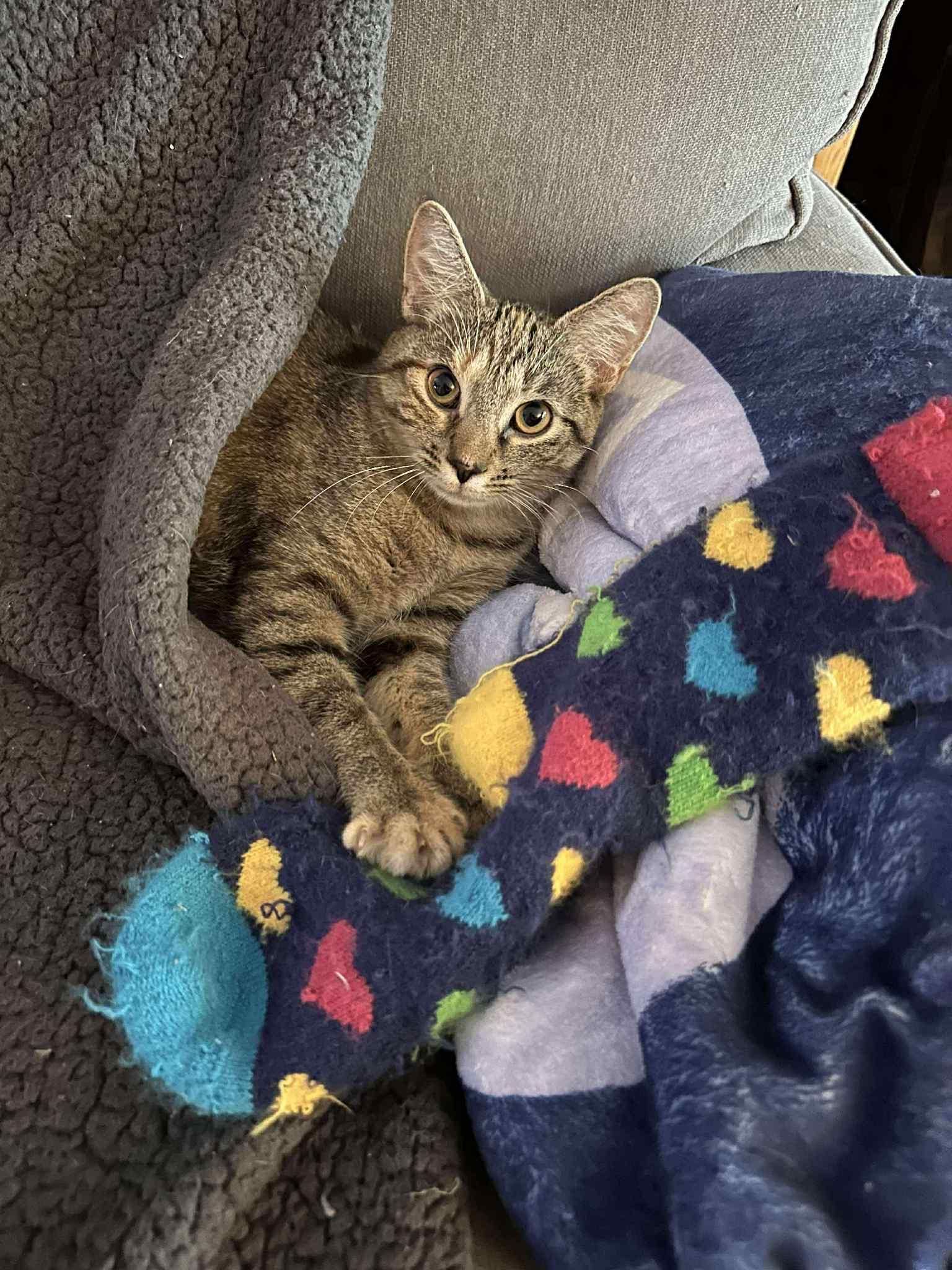 Cinderella, a Adoptable Domestic Short Hair in Penfield, NY image 6/6