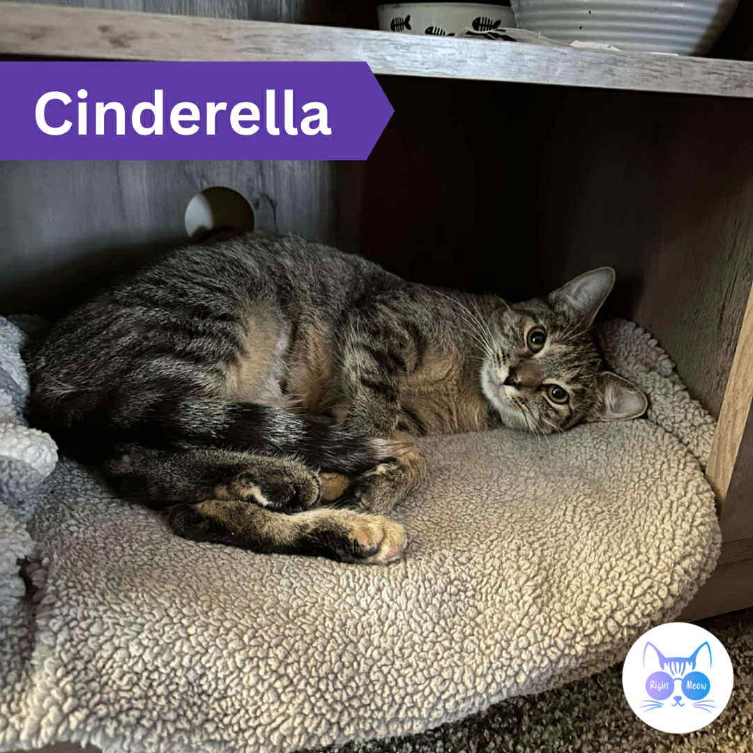 Cinderella, Adoptable, Young Female Domestic Short Hair.