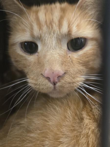 Linus, Adoptable, Adult Male Domestic Short Hair.