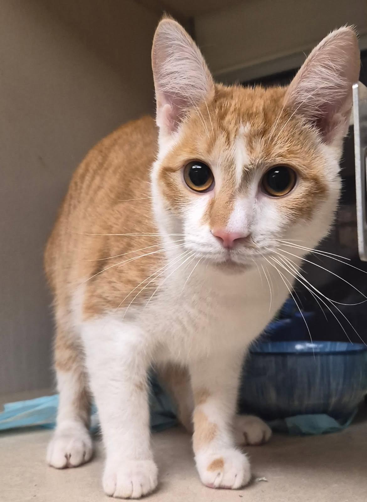 Enlarge O'Mally, an adopted Domestic Short Hair in Mansfield, OH image 1/1