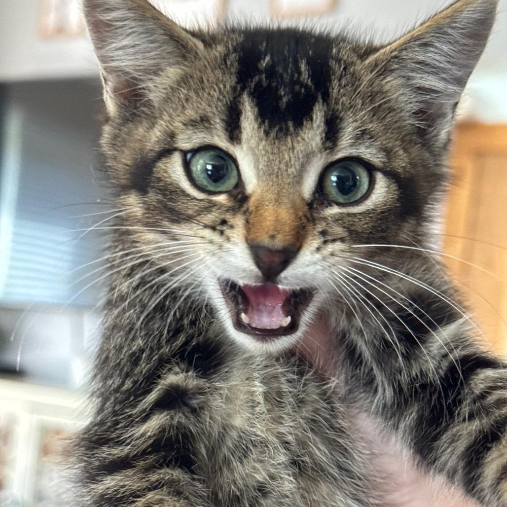 Cluck Kent — thumbnail 2