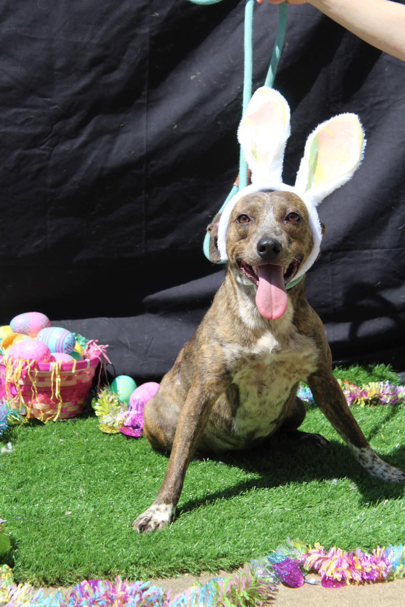 Enlarge Sophie, a Adoptable mixed breed in Jacksonville, TX image 1/3