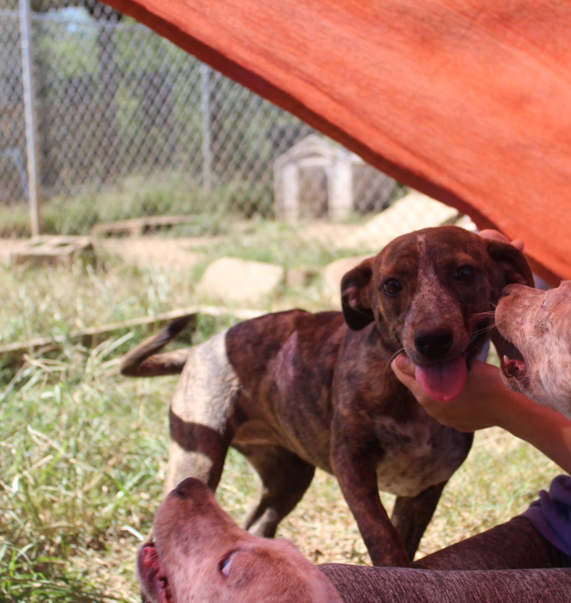Enlarge Sophie, a Adoptable mixed breed in Jacksonville, TX image 3/3