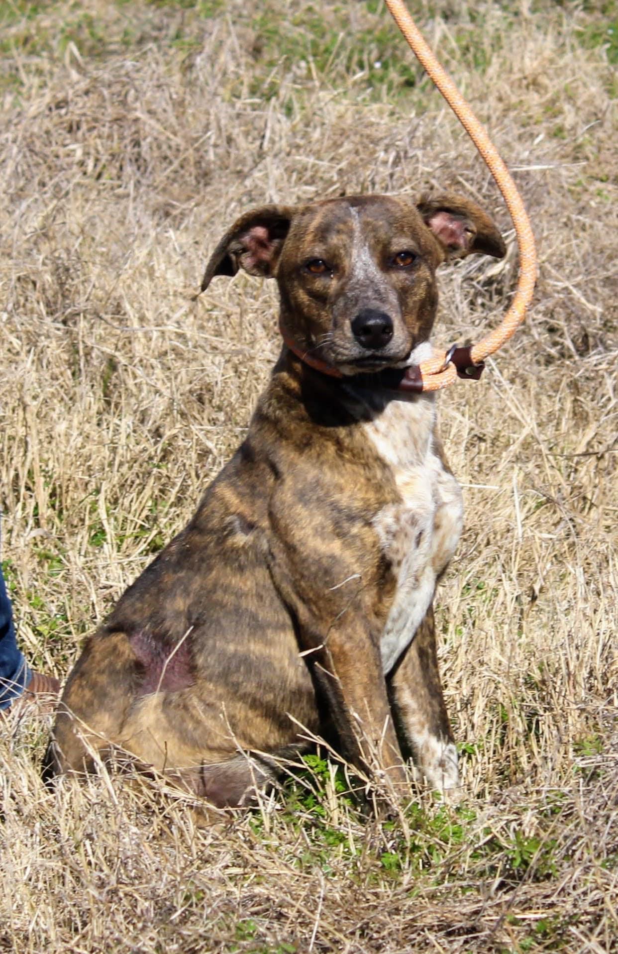 Enlarge Sophie, a Adoptable mixed breed in Jacksonville, TX image 2/3