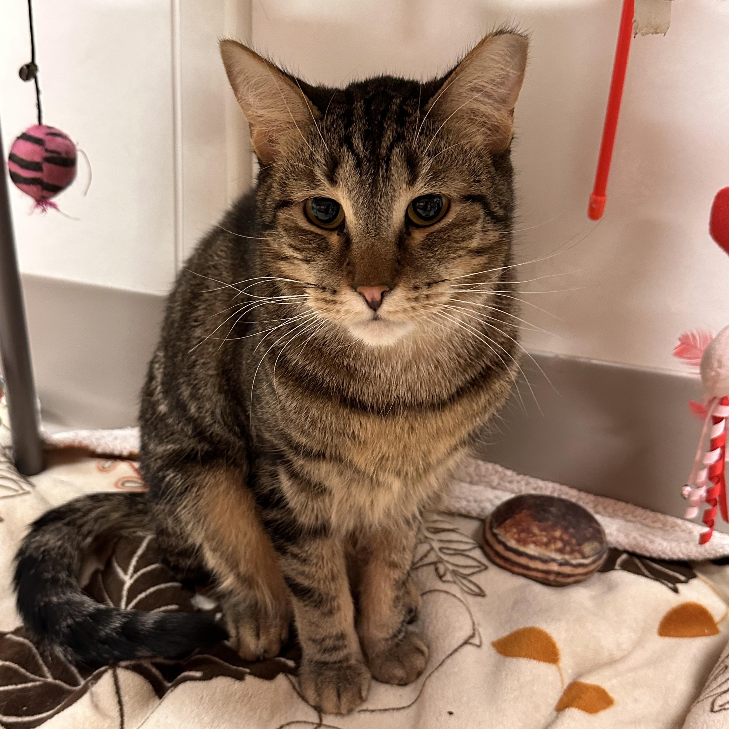 Minestrone, a Adoptable Tabby in Chicago, IL image 1/3