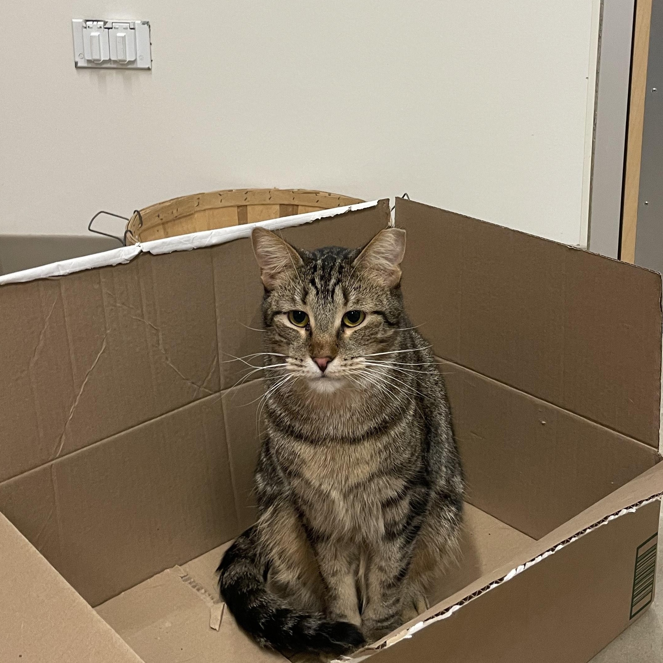 Minestrone, a Adoptable Tabby in Chicago, IL image 2/3