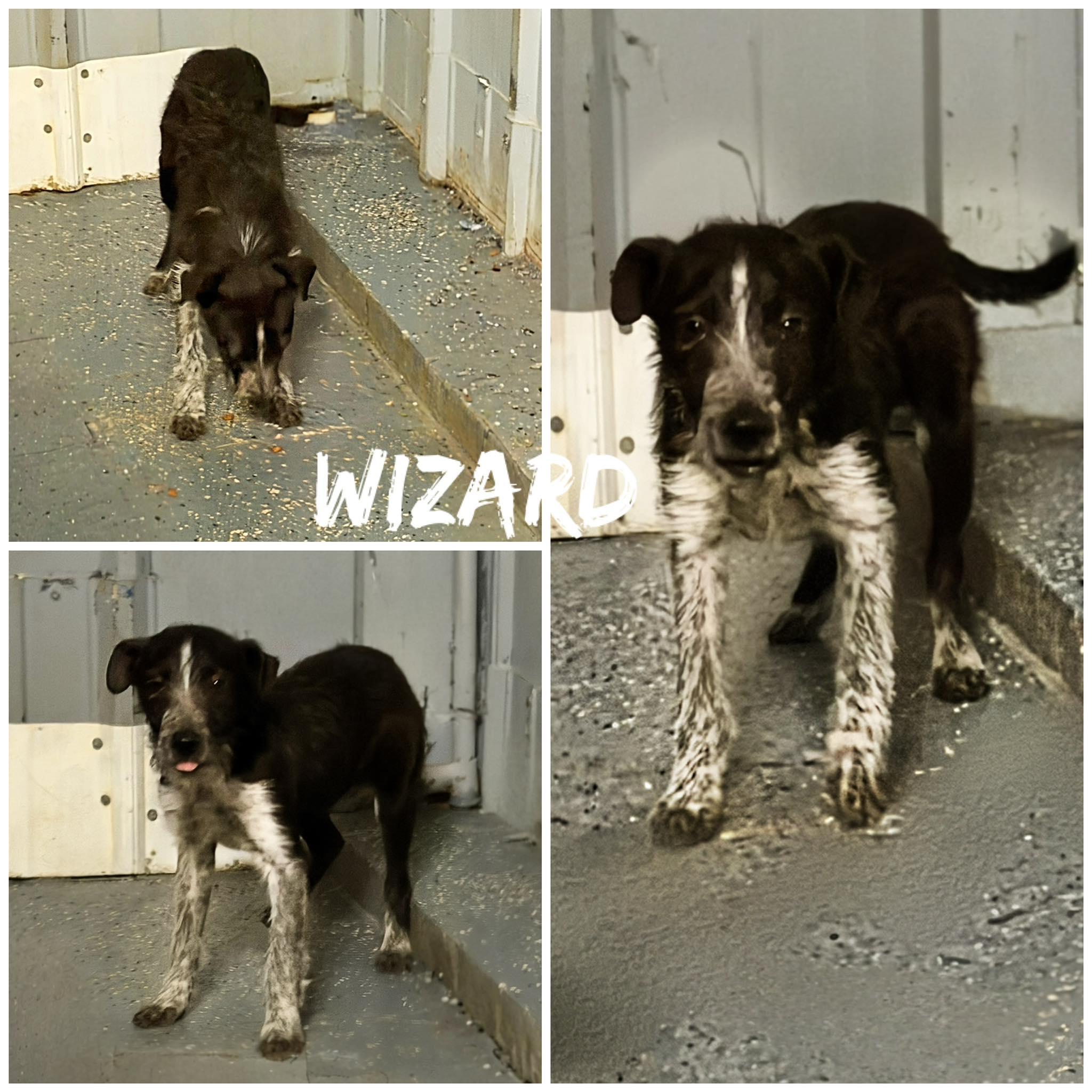 Enlarge Wizard, an adopted Wirehaired Terrier in Saint James, MO image 1/1