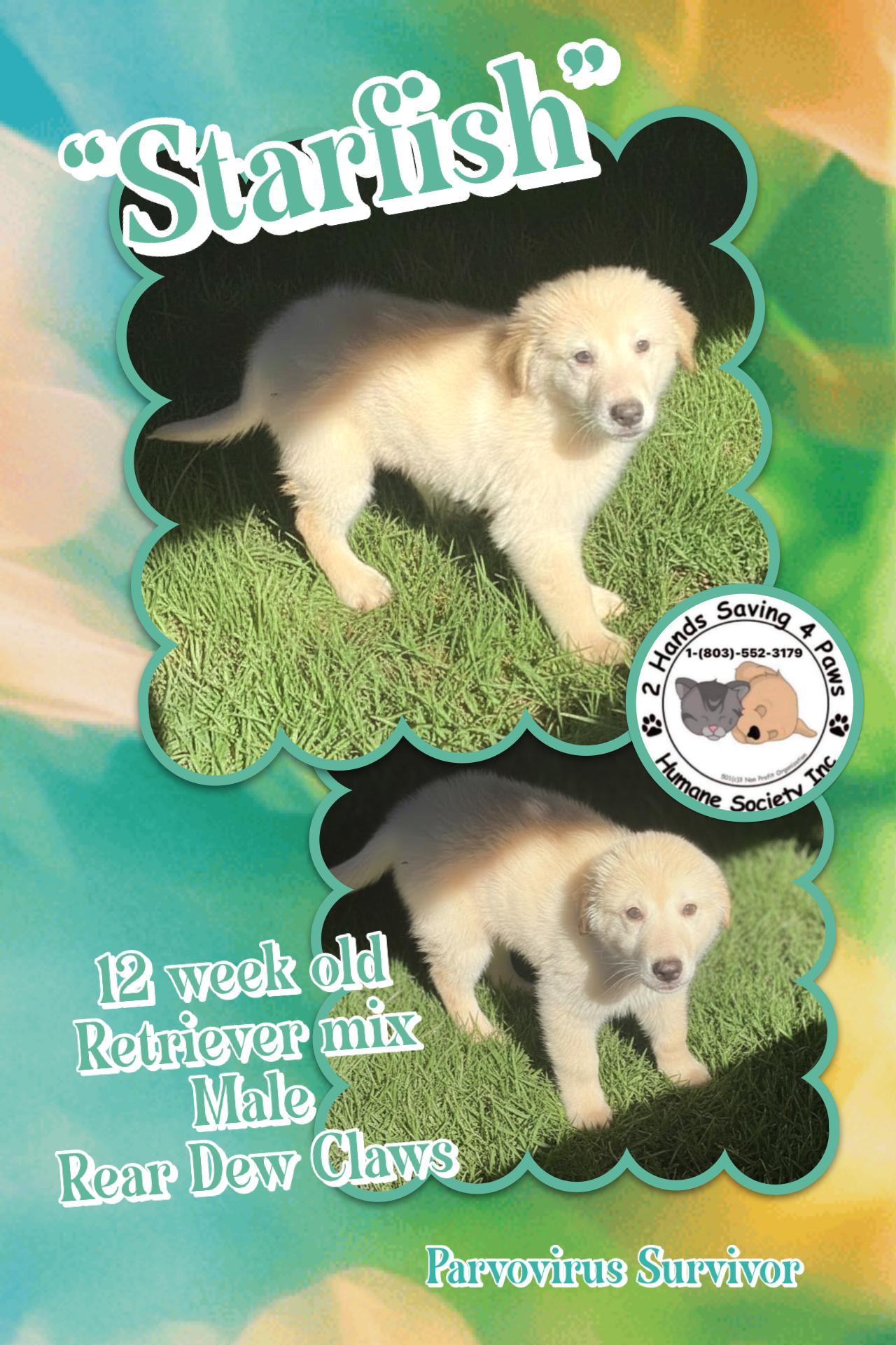 Starfish, Adoptable, Puppy Male Retriever.