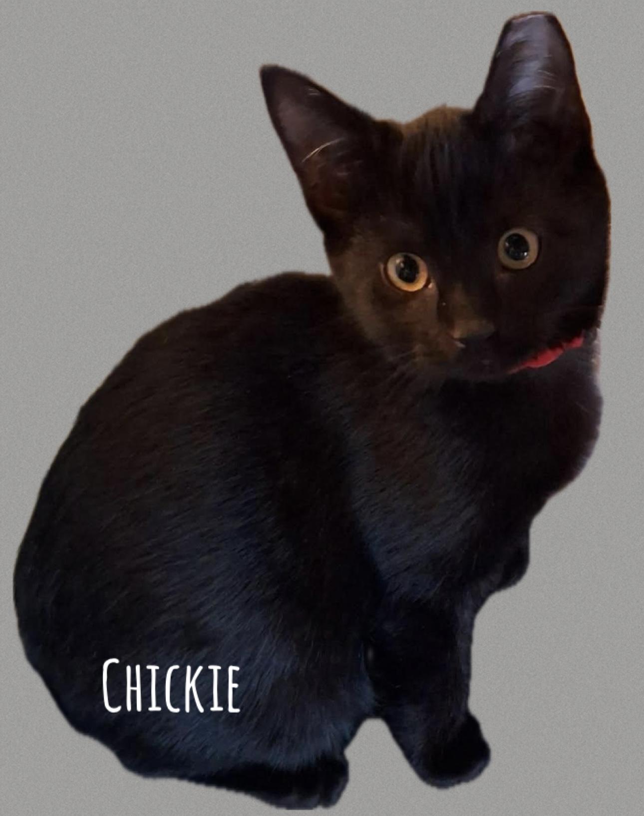 Chickie