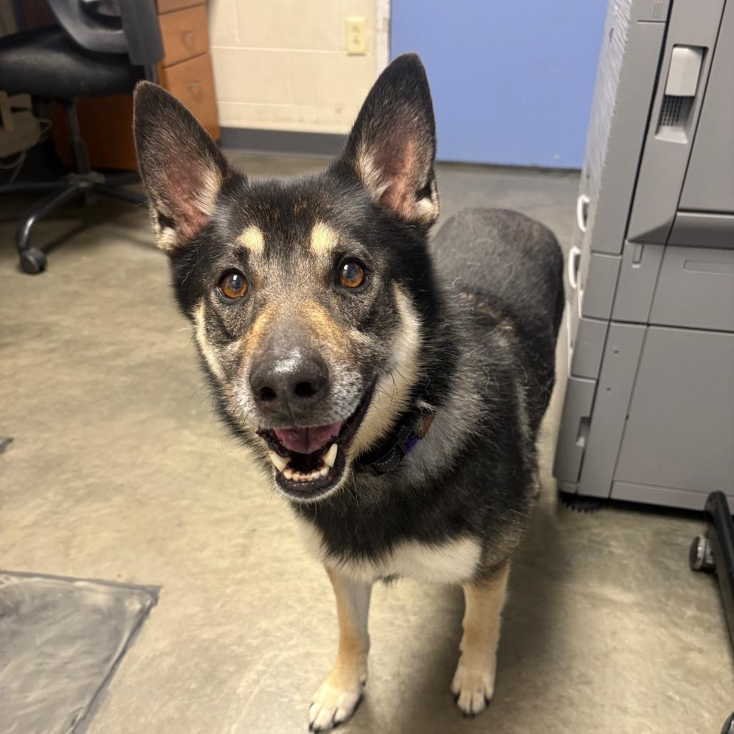 Junior, Adoptable, Senior Male Mixed Breed.