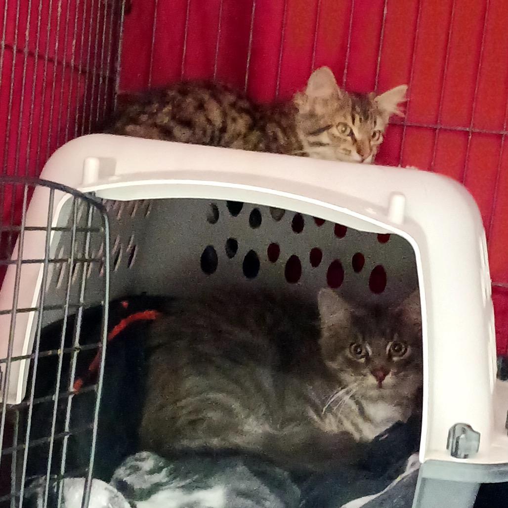 Jasper — thumbnail 2