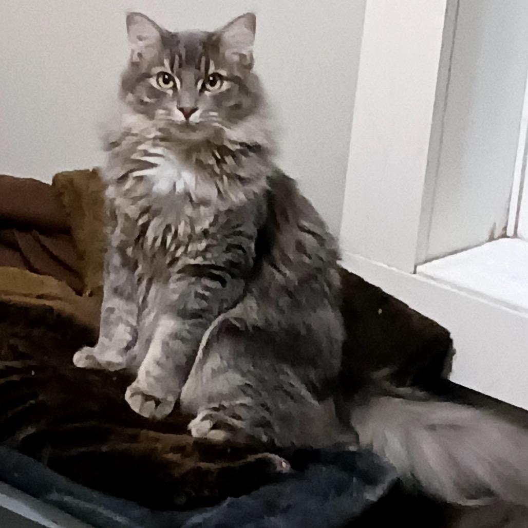 Jasper — thumbnail 3