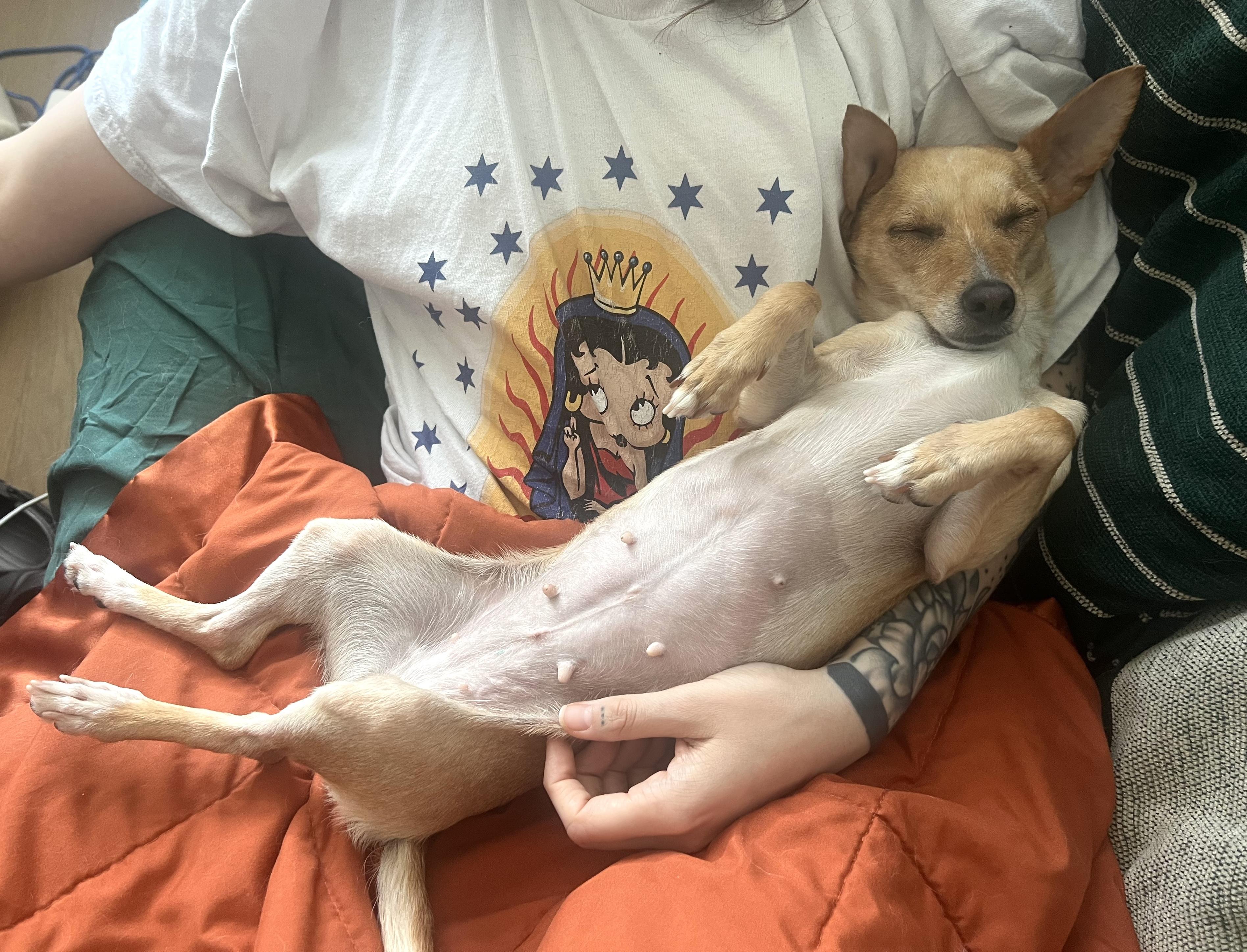 Lemon, a ADOPTABLE Chihuahua in Brooklyn, NY image 2/6
