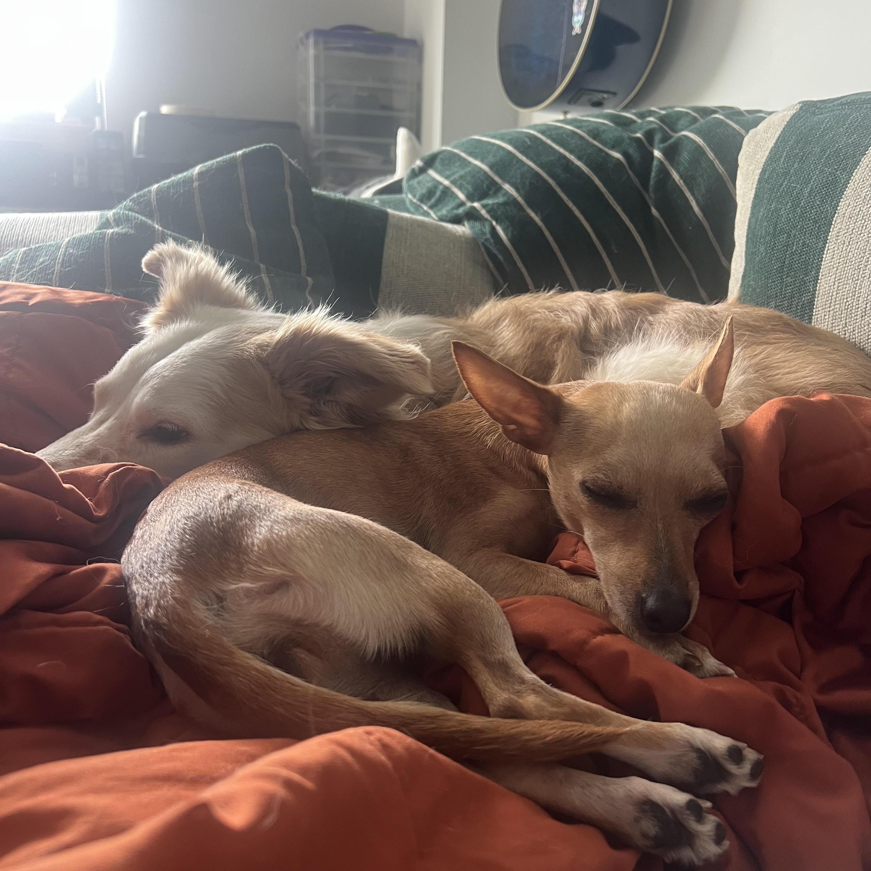 Lemon, a ADOPTABLE Chihuahua in Brooklyn, NY image 6/6