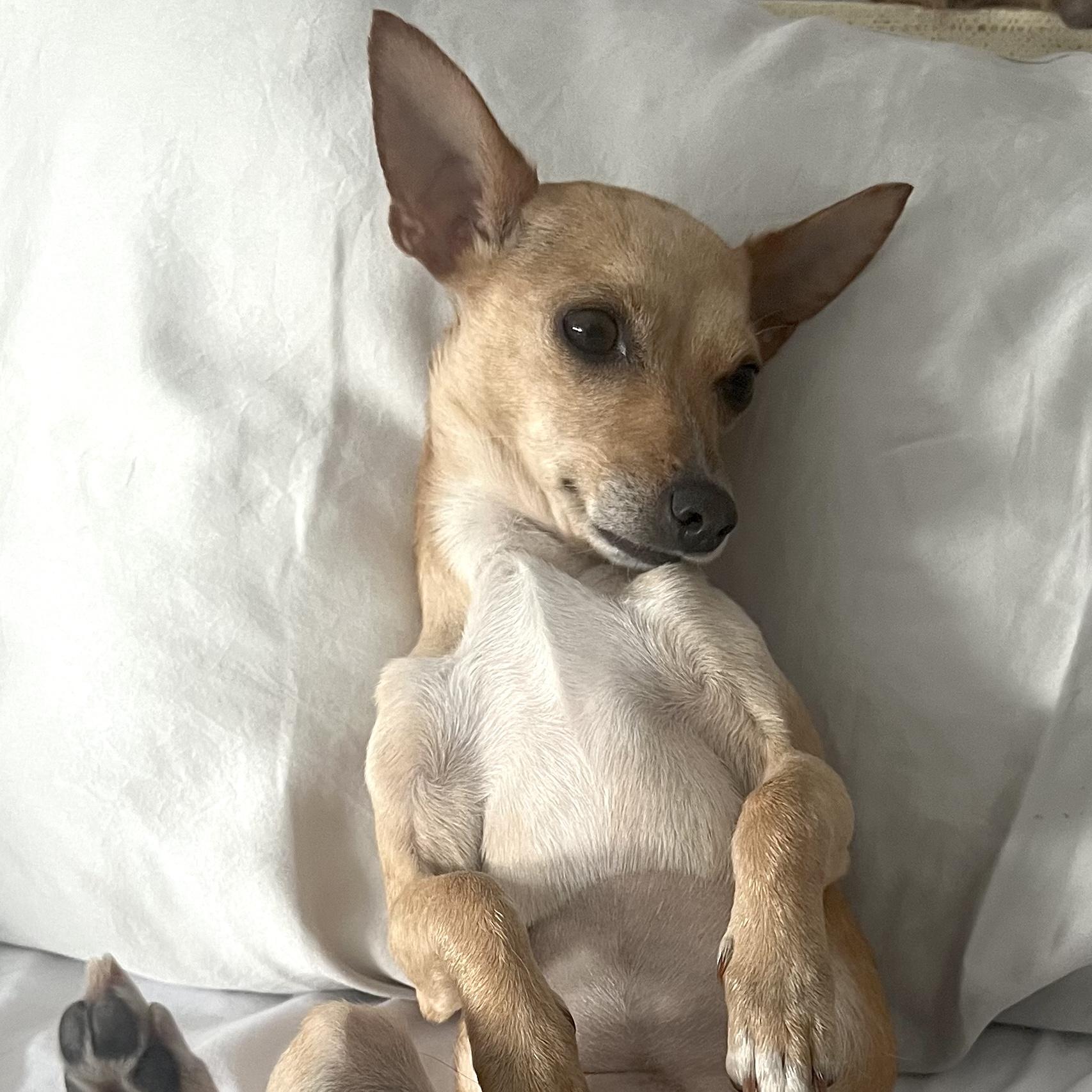 Lemon, a ADOPTABLE Chihuahua in Brooklyn, NY image 1/6