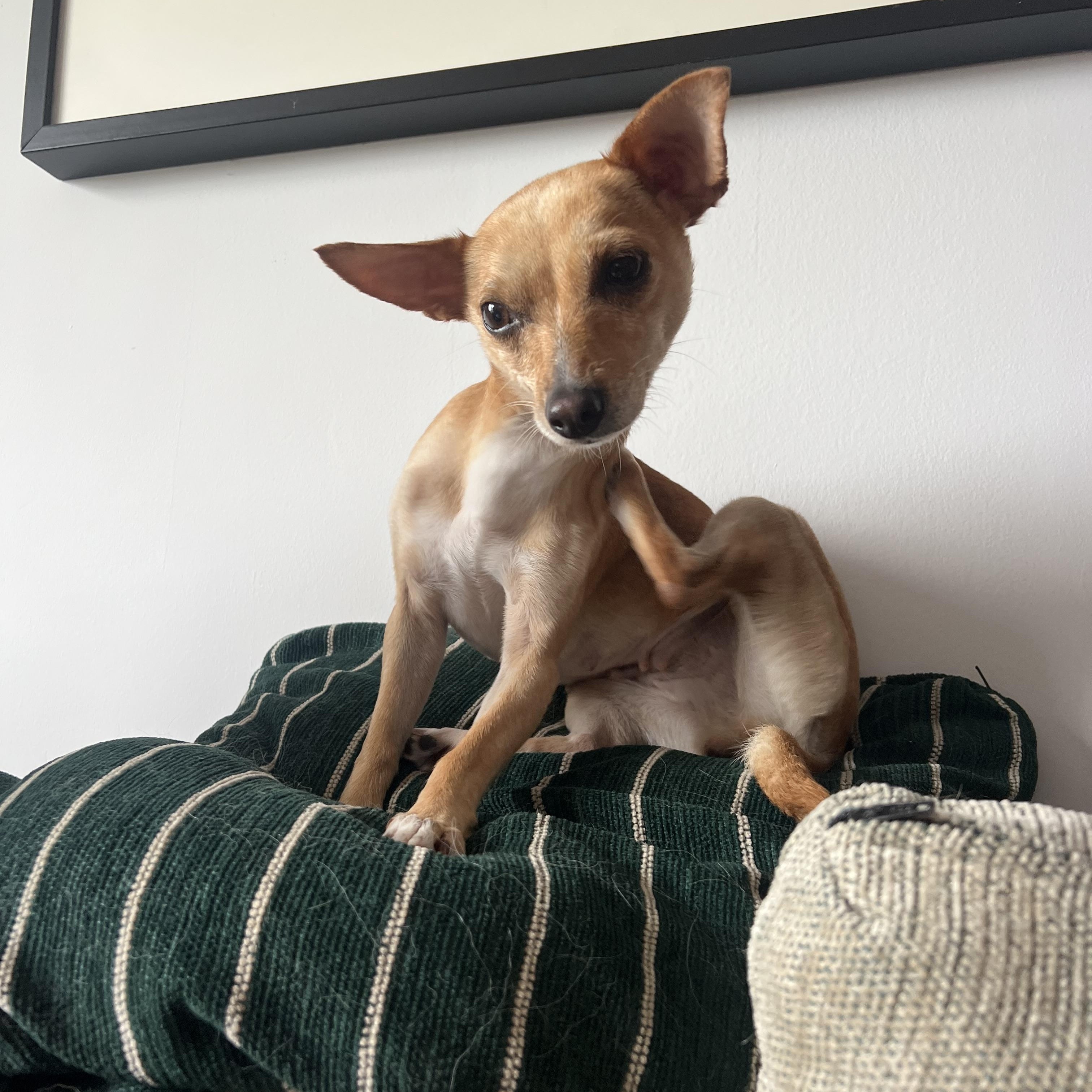 Lemon, a ADOPTABLE Chihuahua in Brooklyn, NY image 5/6