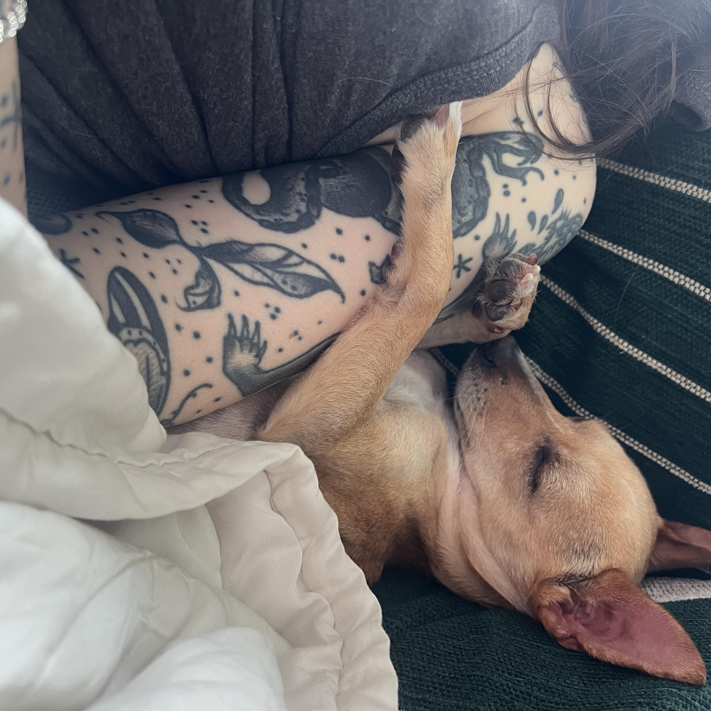 Lemon, a ADOPTABLE Chihuahua in Brooklyn, NY image 4/6