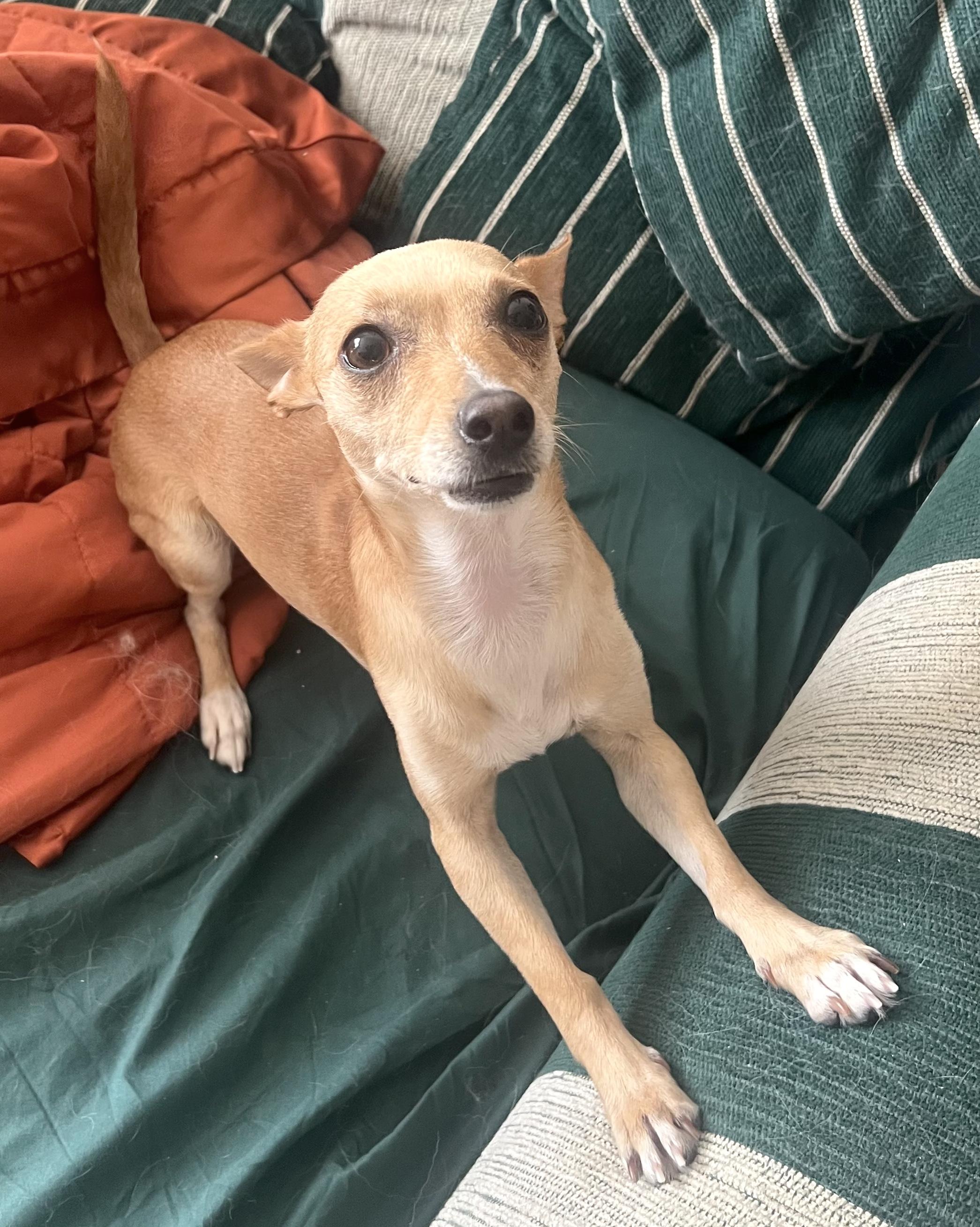 Lemon, a ADOPTABLE Chihuahua in Brooklyn, NY image 3/6