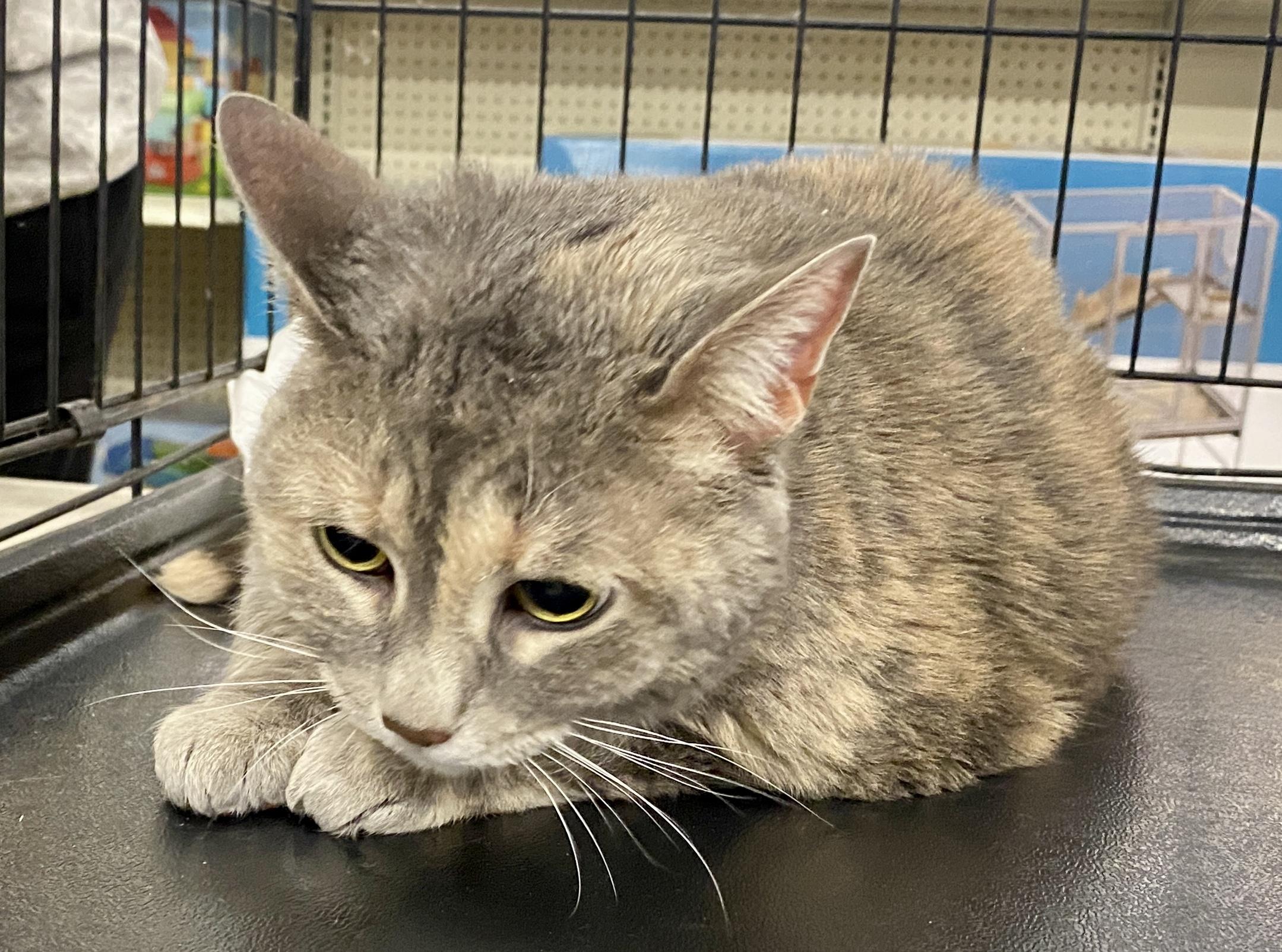 Enlarge Boo, a ADOPTABLE mixed breed in Red Bank, NJ image 5/5