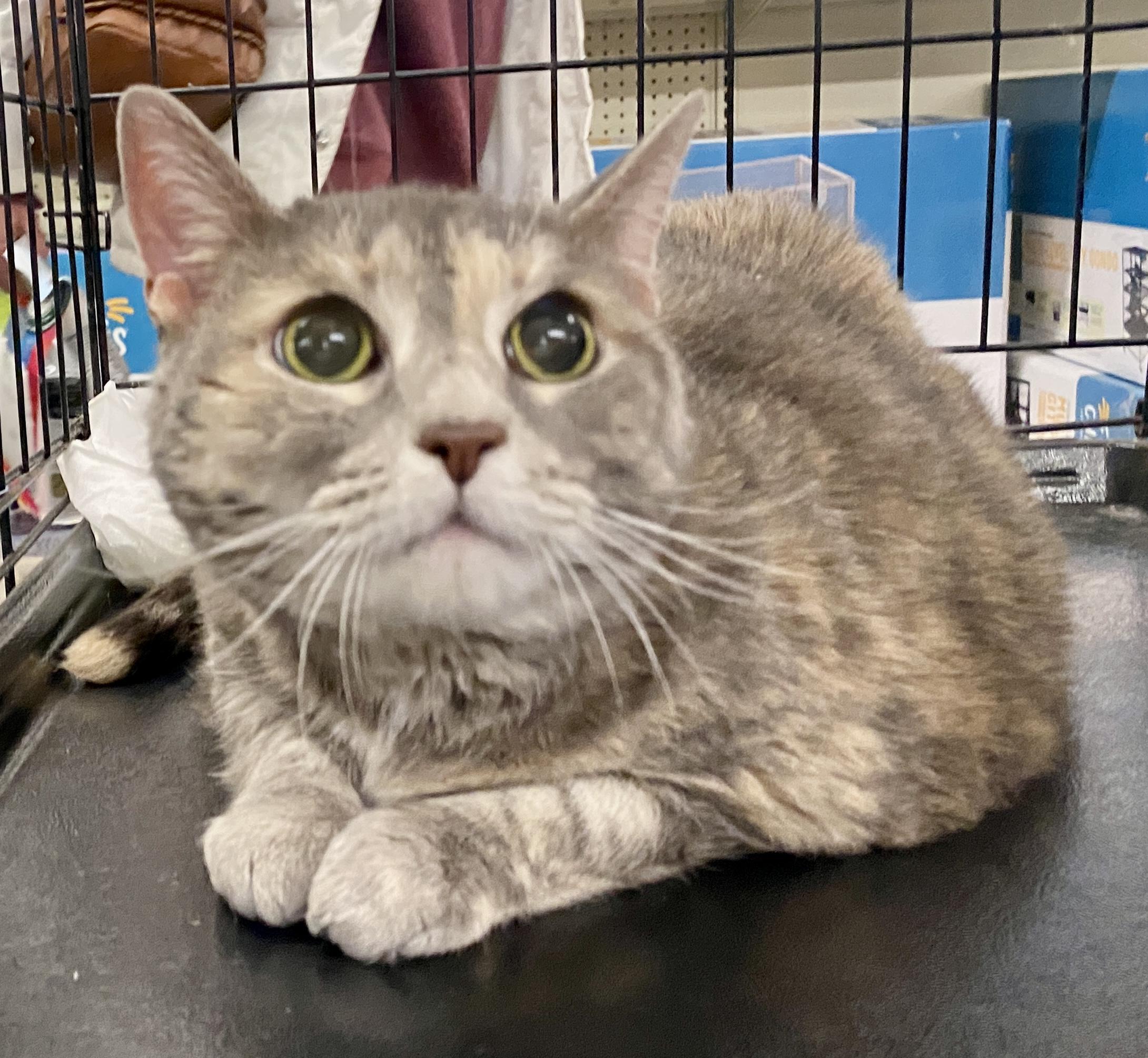 Boo, ADOPTABLE, Senior Female Tortoiseshell & Dilute Tortoiseshell.