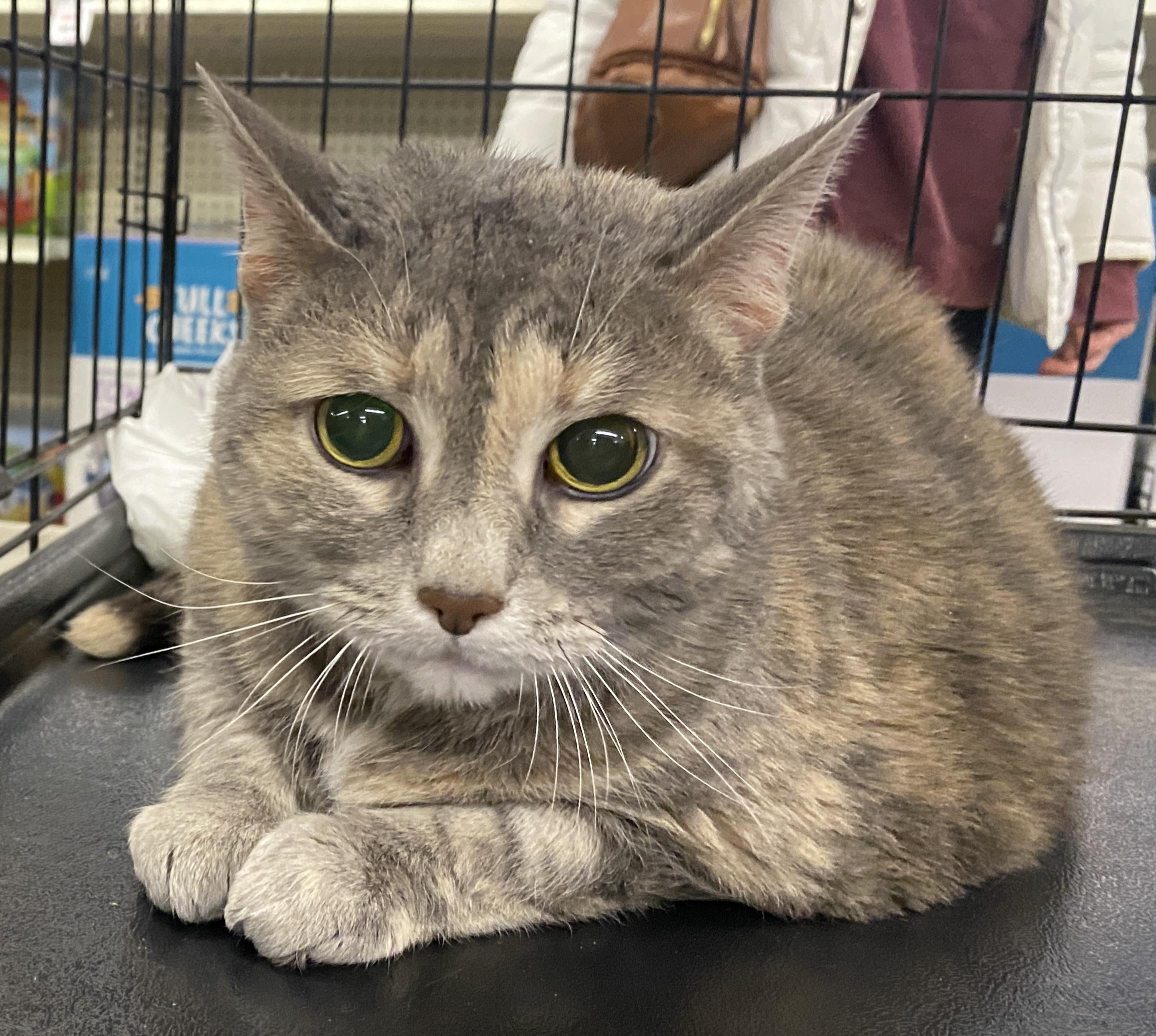 Enlarge Boo, a ADOPTABLE mixed breed in Red Bank, NJ image 3/5