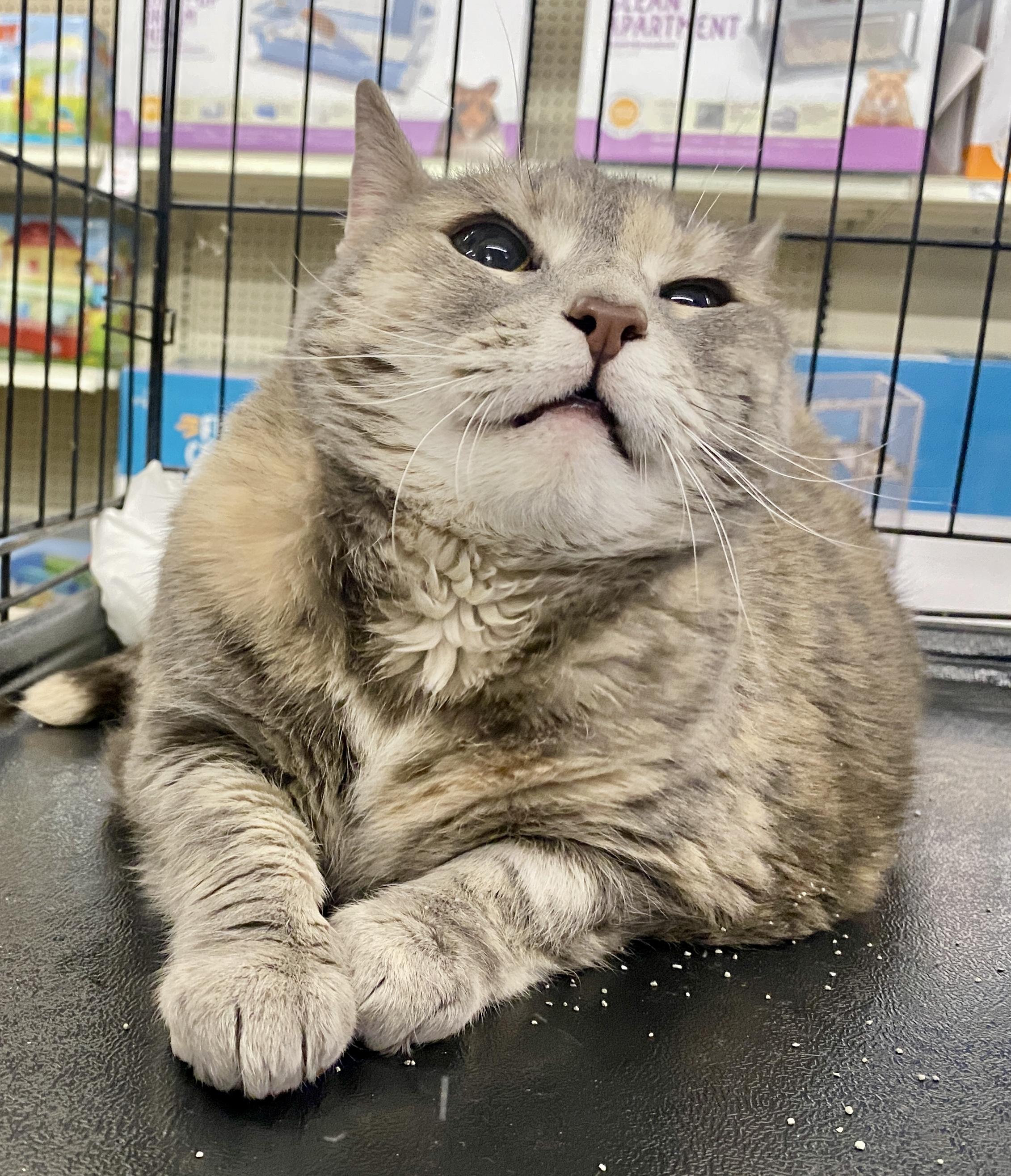 Enlarge Boo, a ADOPTABLE mixed breed in Red Bank, NJ image 2/5