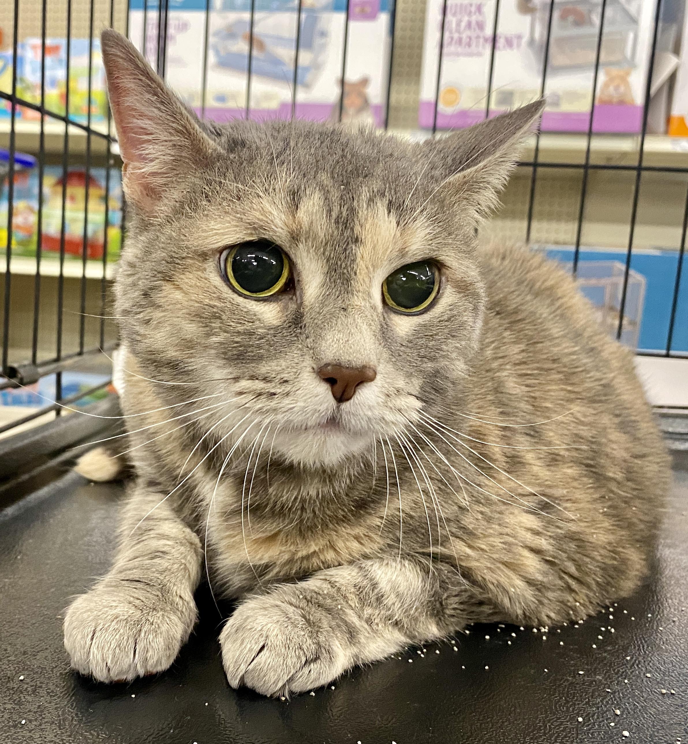 Enlarge Boo, a ADOPTABLE mixed breed in Red Bank, NJ image 4/5