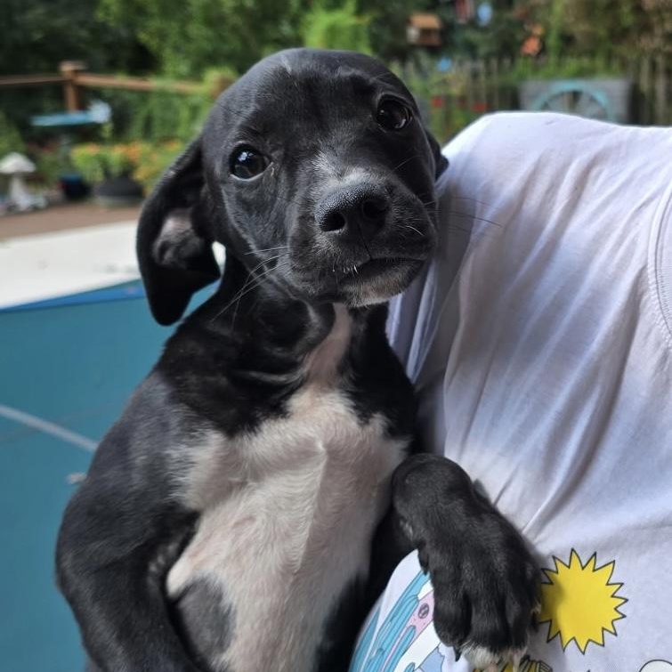 Enlarge Rolo Candy, a Adoptable mixed breed in Woburn, MA image 1/5